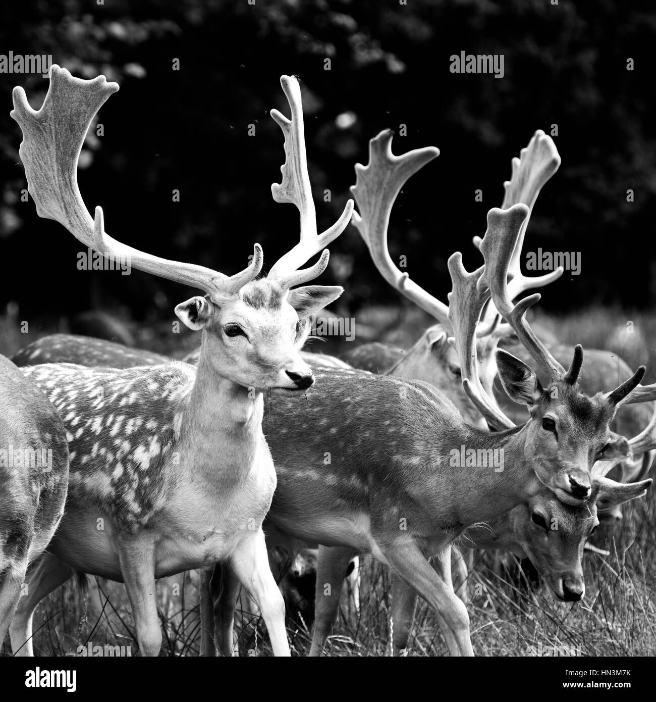 Eine Herde von weibliche Hirsche Wald durchstreifen Stockfoto