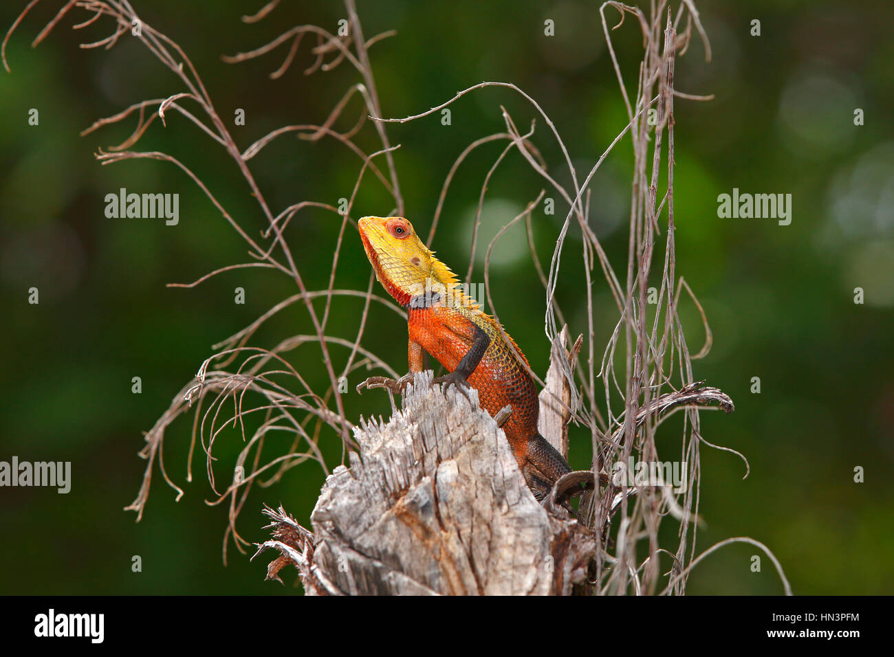 Oriental Garden Lizard (Calotes versicolor), Männchen während der Paarungszeit, Malediven Stockfoto