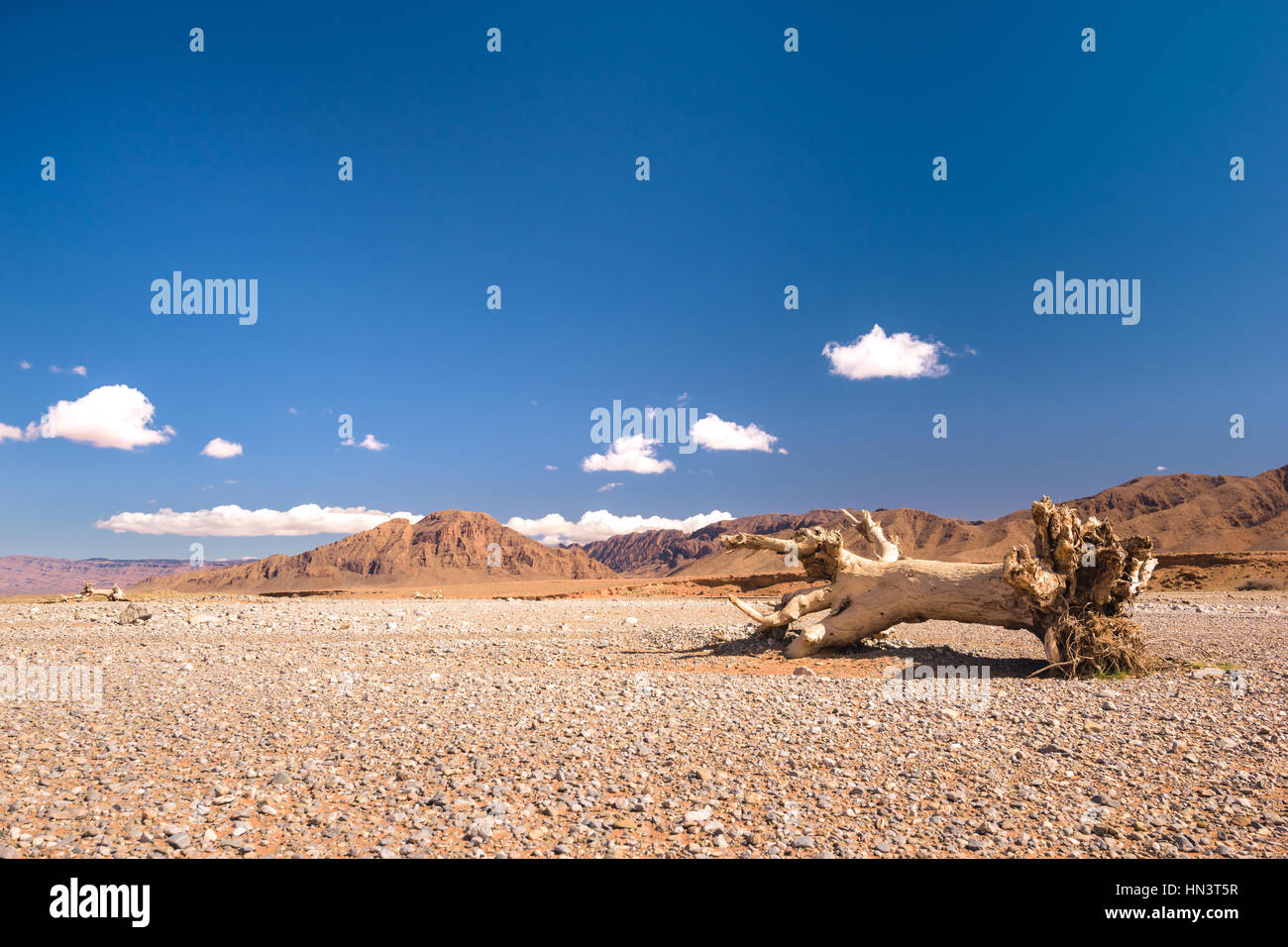 Ein Stub oder toter Baum liegen in einer sehr trockenen Steinwüste in Marokko. Stockfoto