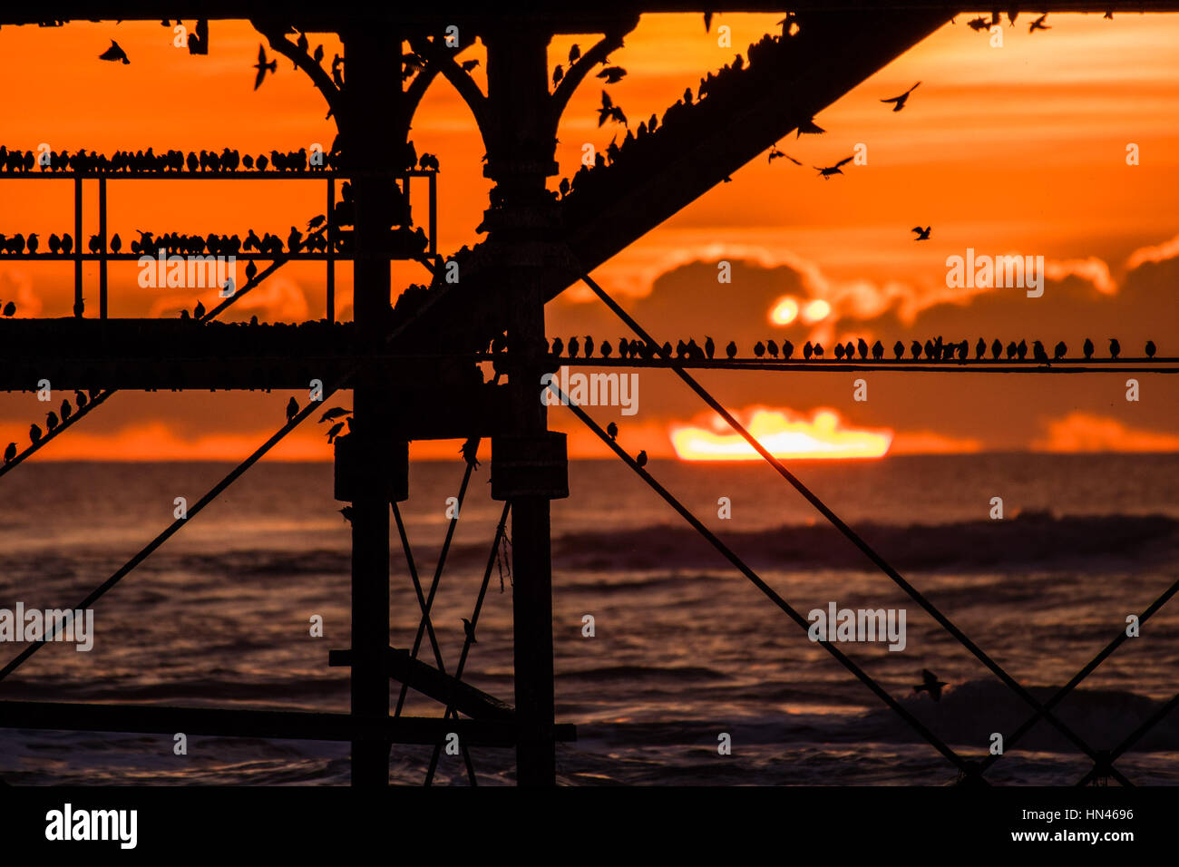 Aberystwyth Wales UK, Sonntag, 8. Januar 2017 UK Wetter: Starling Murmurations in Aberystwyth - als die Sonne untergeht dramatisch in eine feurige Kugel über dem Meer in Aberystwyth, Tausende von winzigen Stare aus ihrer Nahrungsgründe zur Übernachtung für Sicherheit und Wärme auf den Wald von Gusseisen Beine unter der Stadt viktorianischen Seestadt Pier auf der West Wales Küste von Cardigan Bay Schlafplatz tagsüber zurück , UK Credit: Keith Morris/Alamy Live-Nachrichten Stockfoto