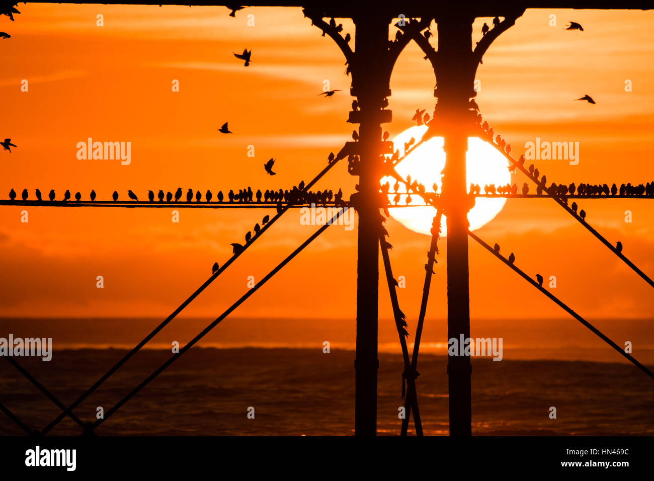 Aberystwyth Wales UK, Sonntag, 8. Januar 2017 UK Wetter: Starling Murmurations in Aberystwyth - als die Sonne untergeht dramatisch in eine feurige Kugel über dem Meer in Aberystwyth, Tausende von winzigen Stare aus ihrer Nahrungsgründe zur Übernachtung für Sicherheit und Wärme auf den Wald von Gusseisen Beine unter der Stadt viktorianischen Seestadt Pier auf der West Wales Küste von Cardigan Bay Schlafplatz tagsüber zurück , UK Credit: Keith Morris/Alamy Live-Nachrichten Stockfoto