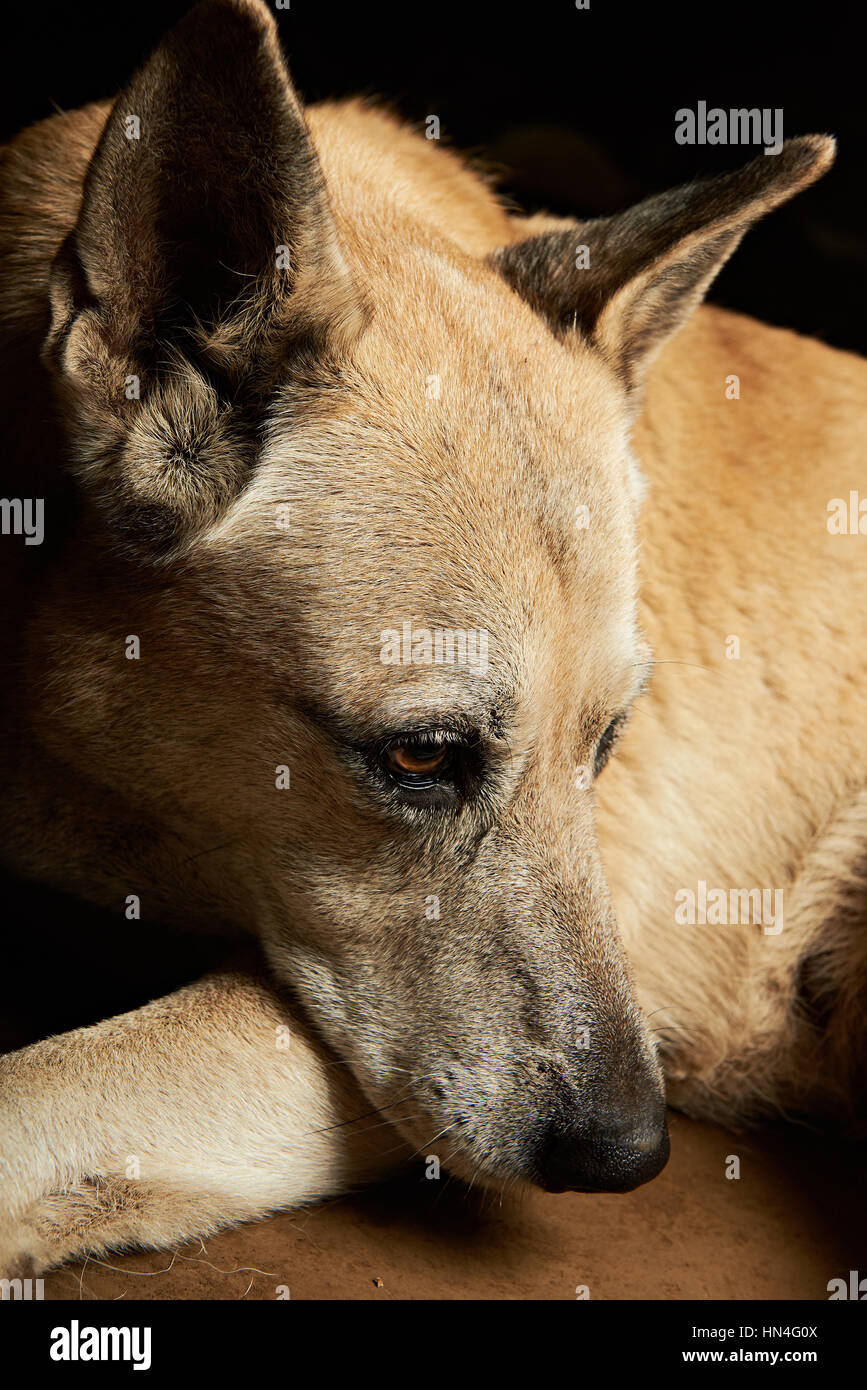 entspannte Belgischer Schäferhund schlafen isoliert auf schwarz Stockfoto