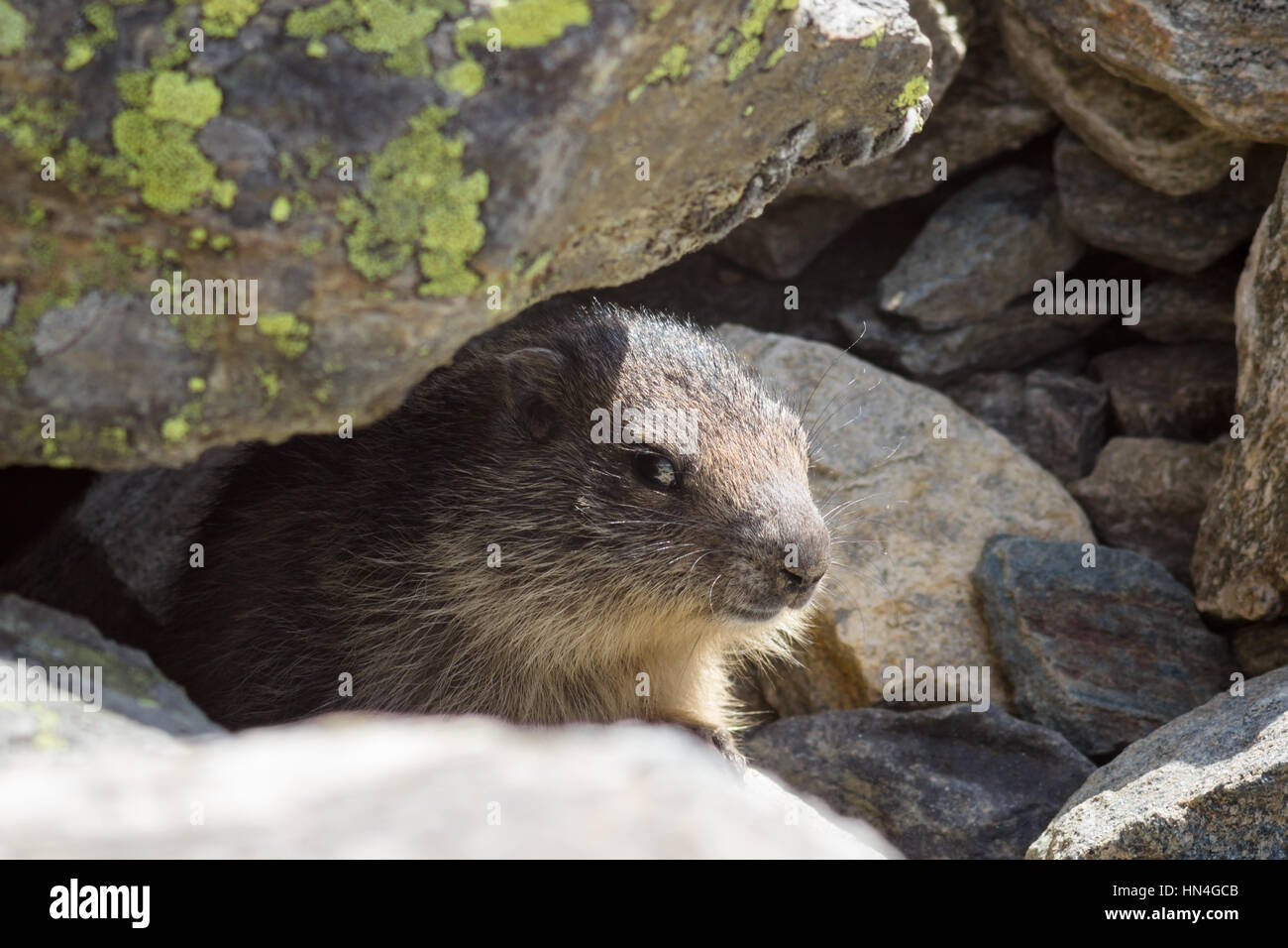 Tierwelt, Murmeltier (Cub Murmeltier) im Aostatal, Italien Stockfoto