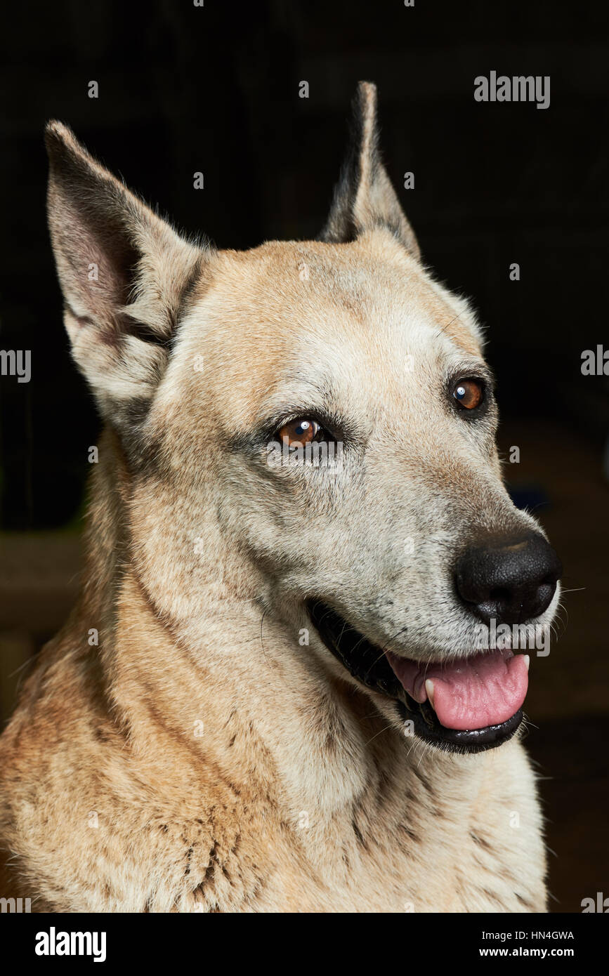 mutige Schäferhund nahe Porträt auf schwarz Stockfoto