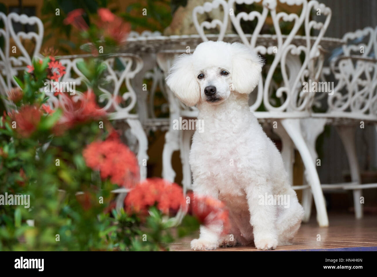 niedlichen weißen Französisch Pudel im klassischen Garten Stockfoto