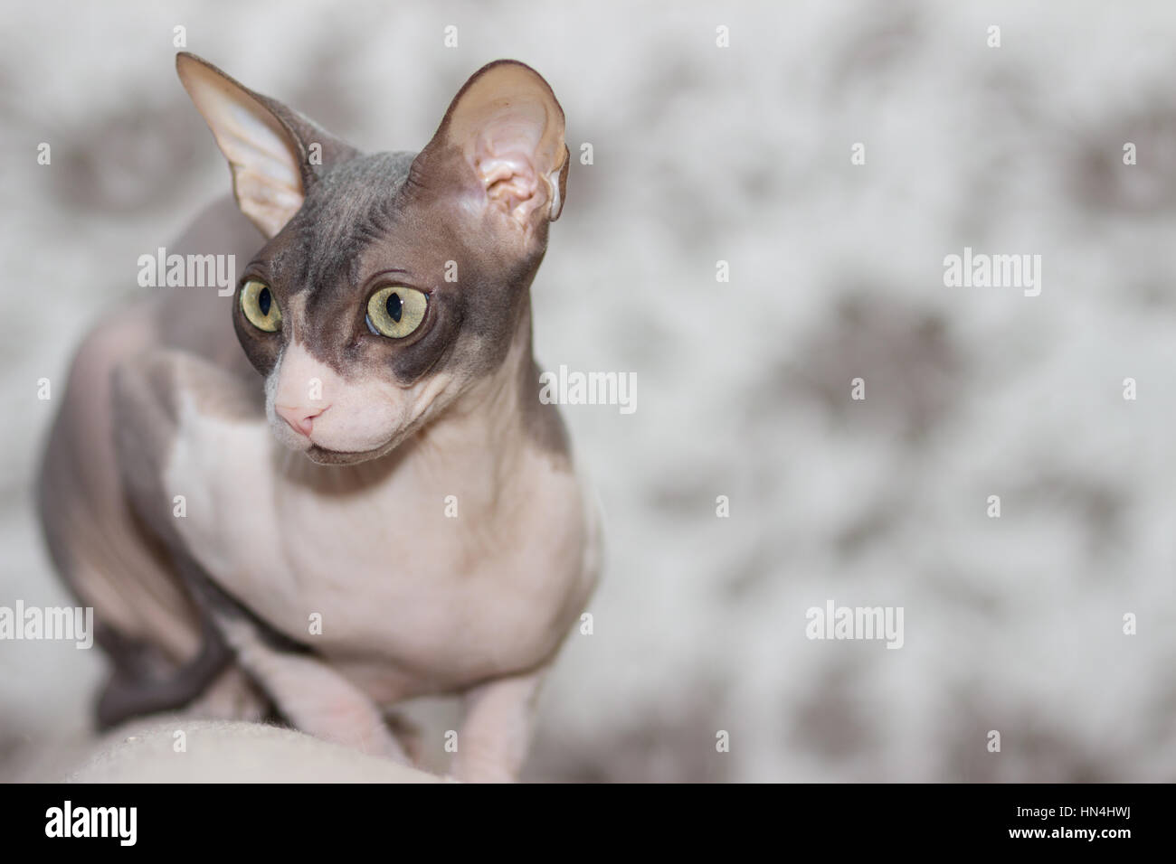 Katze Rasse Sphinx sitzt auf der Rückseite des Sofas Stockfoto