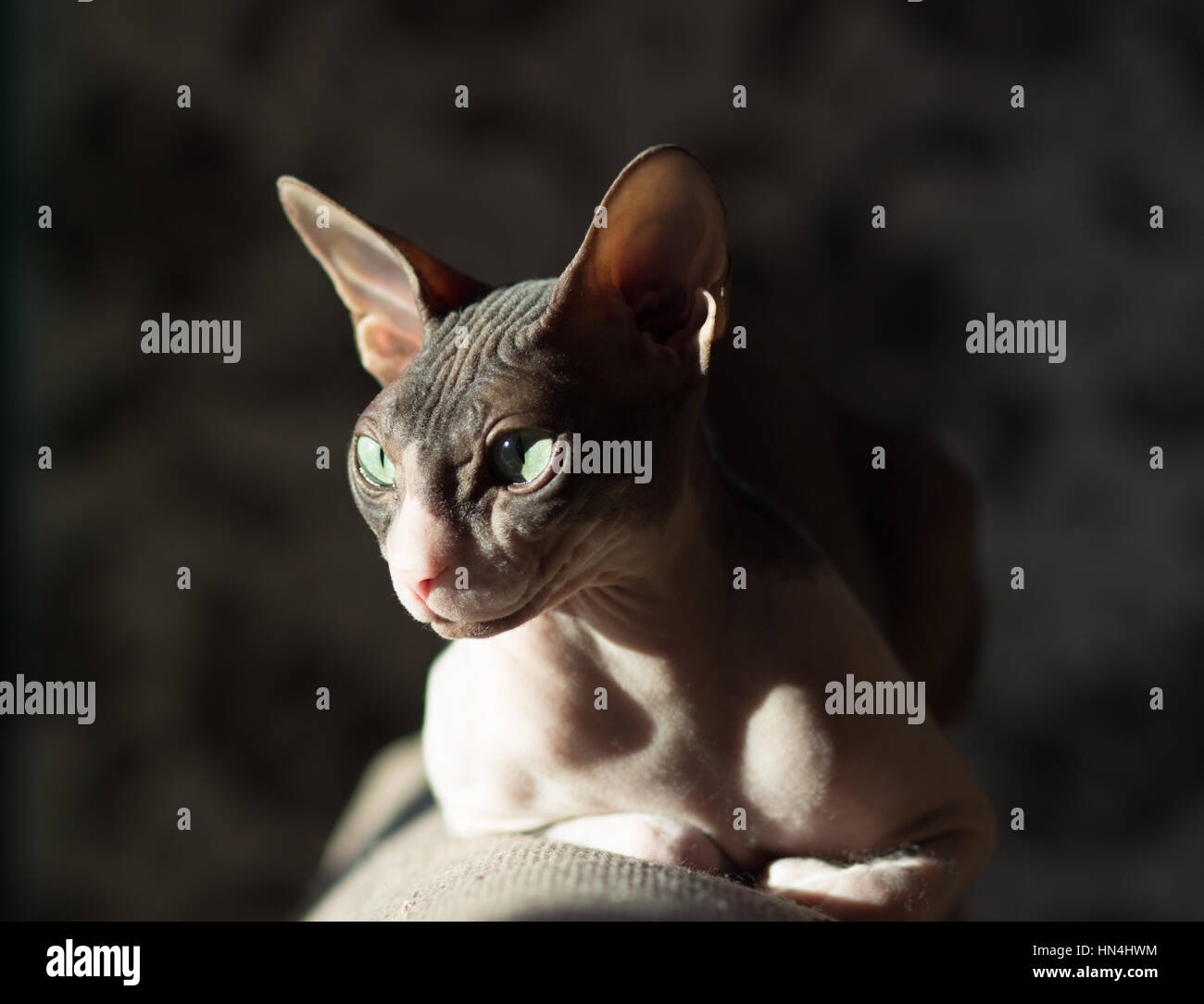 Katzenrasse Sphynx im Licht der Abendsonne Licht vom Fenster Stockfoto