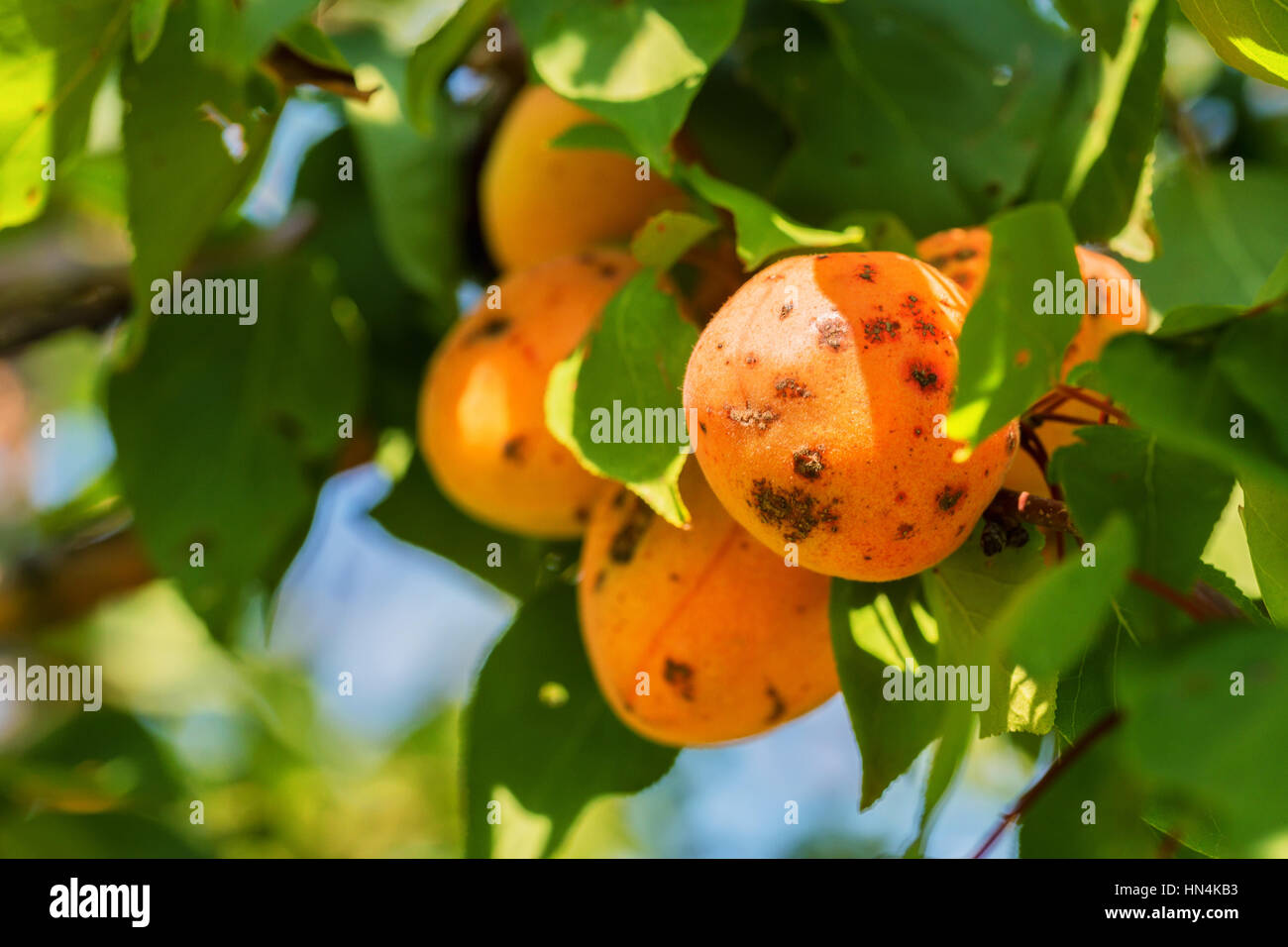 Reife Früchte auf eine wilde Aprikosenbaum im Sommer in Russland Stockfoto