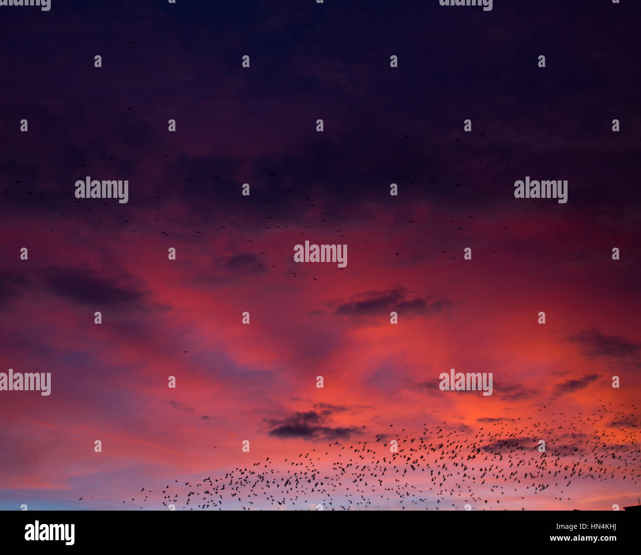 feinen roten Sonnenuntergang und Pack von Krähen, Hintergrund Stockfoto