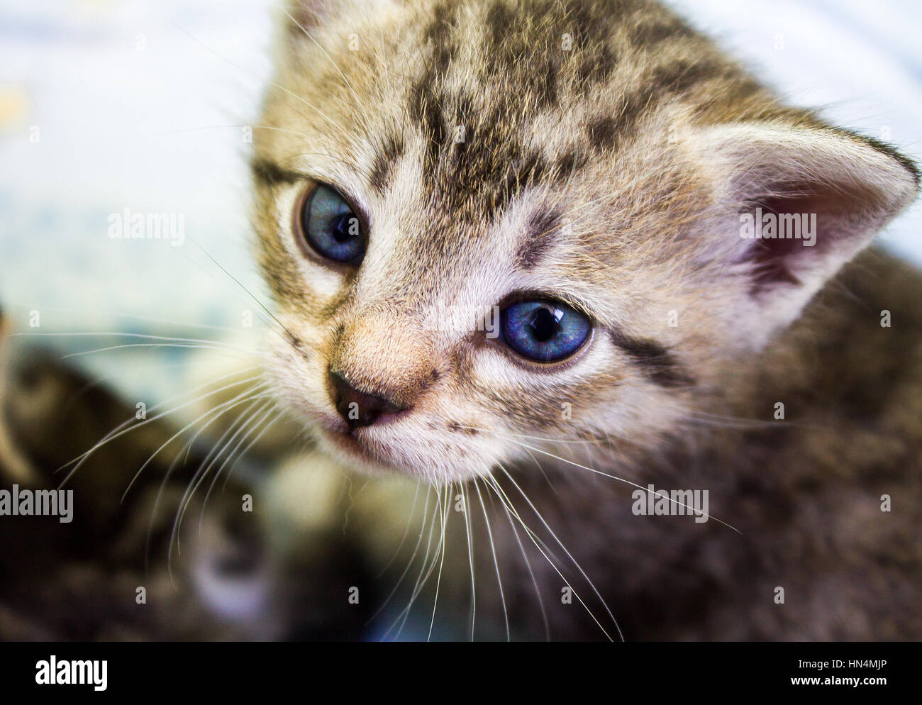 Kätzchen mit blauen Augen, gestreift, Kätzchen schließen sich Stockfoto