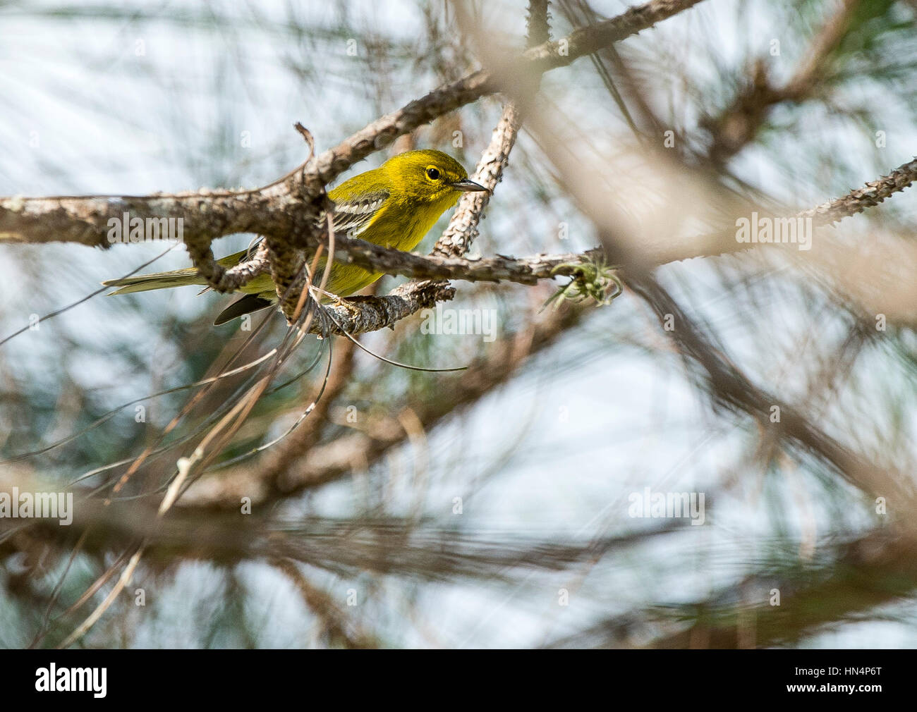 4. Februar 2017: Warbler Kiefer (Pinus Setophaga) Joe Overstreet Landing, Juno, FL Stockfoto