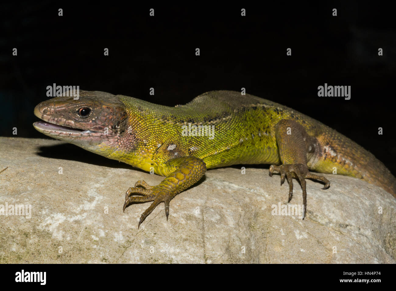 Lacerta Bilineata, westliche Smaragdeidechse in Sizilien, auf einem schwarzen Hintergrund Stockfoto