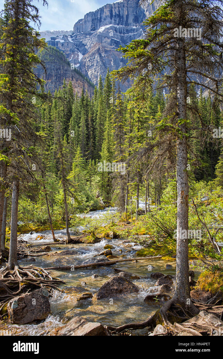 Rocky Mountain Landschaft mit Bäumen, Stream und Berge Stockfoto