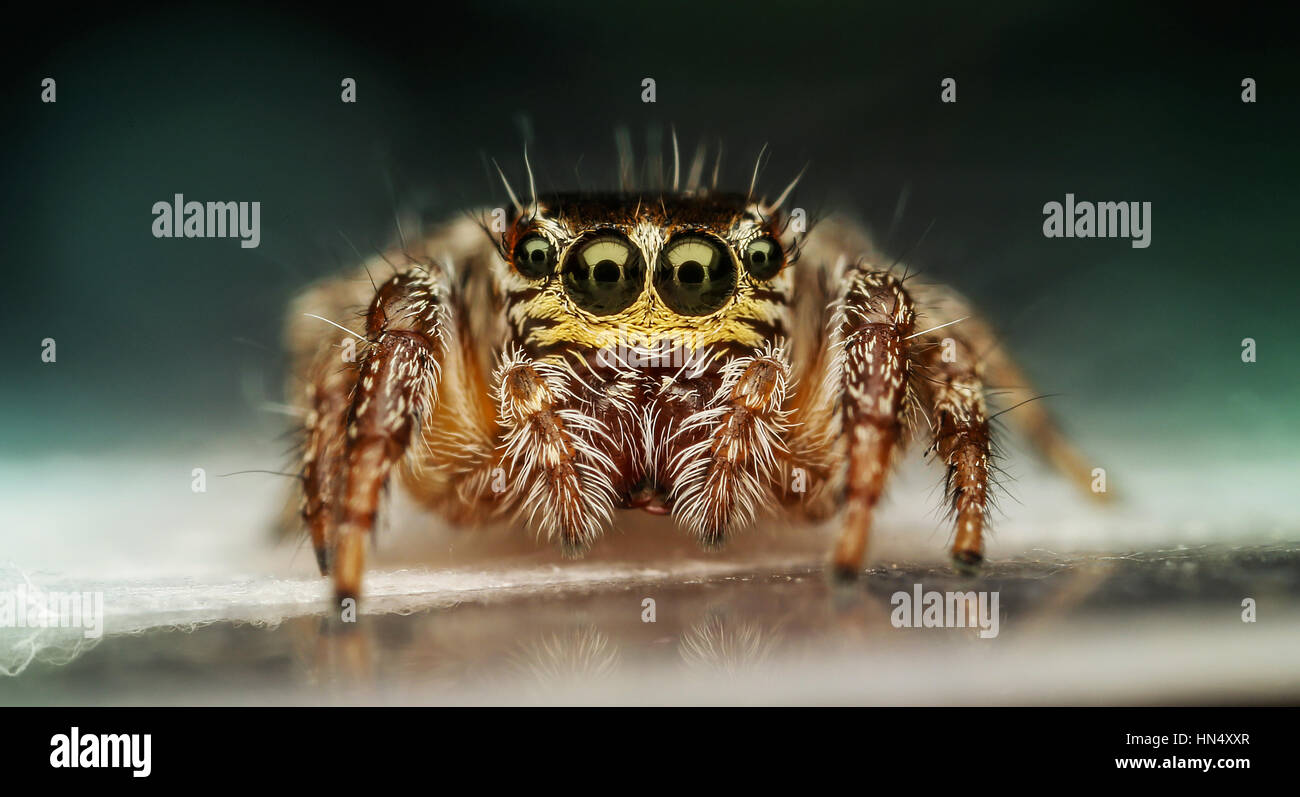 Extreme Makro Spinnen mit Amqazing Farben und sharpeness Stockfoto