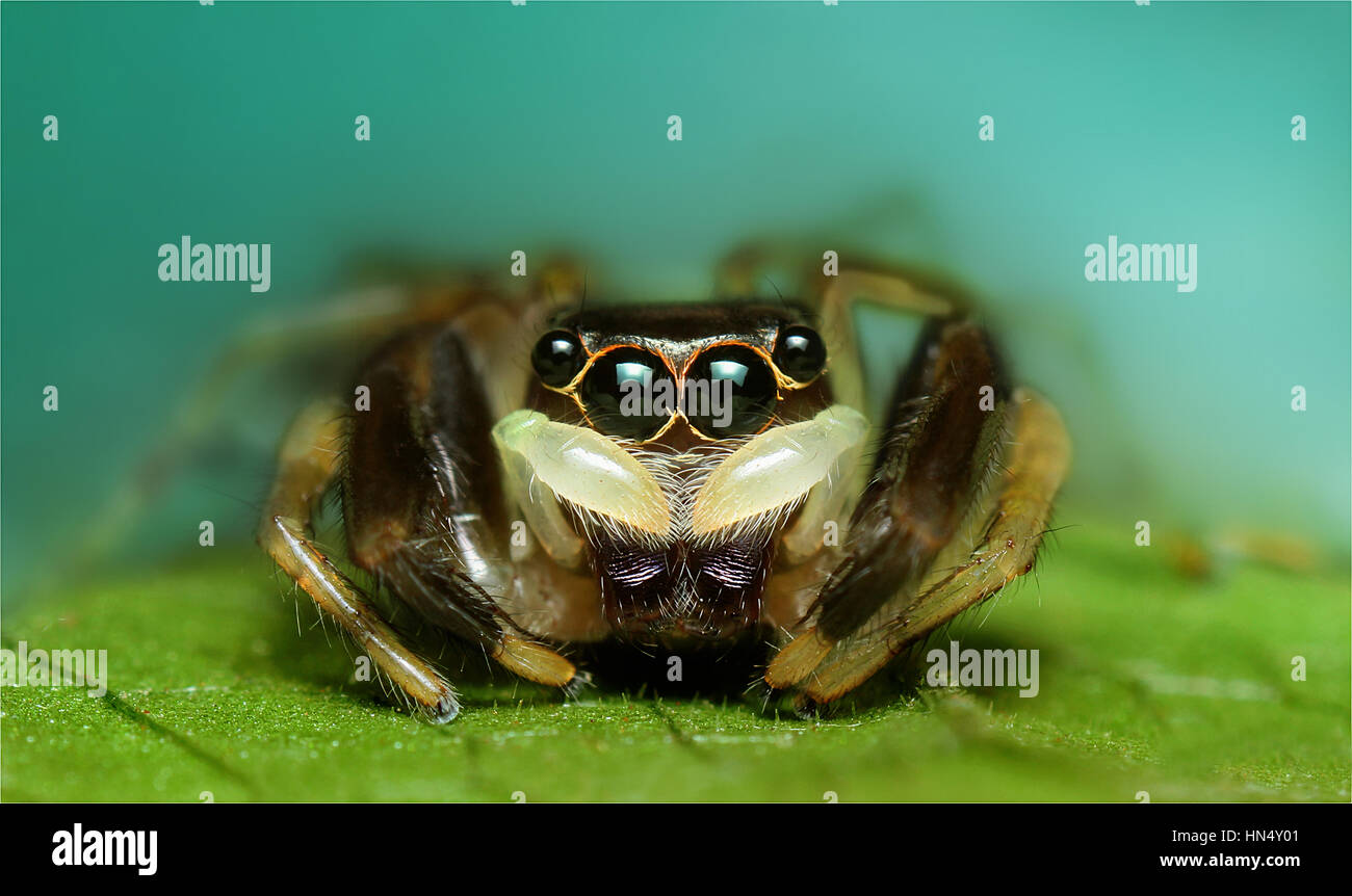 Extreme Makro Spinnen mit Amqazing Farben und sharpeness Stockfoto