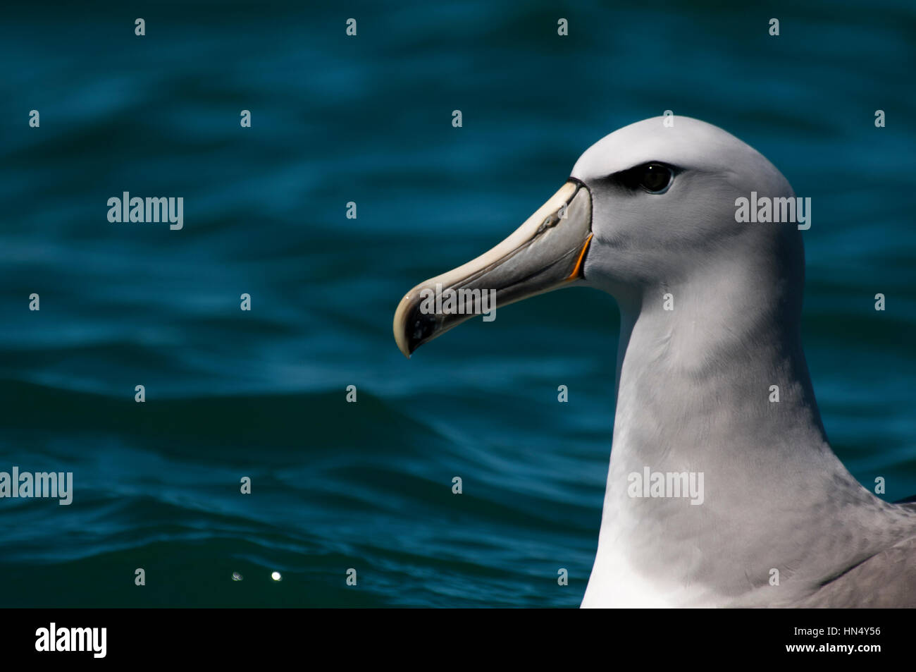 Salvin die Albatros schwimmen auf den Wellen des Pazifischen Ozeans in der Nähe von Kaikoura in Neuseeland. Stockfoto