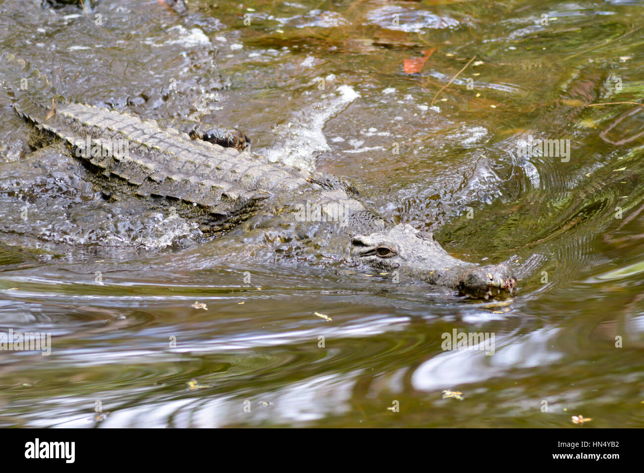 Krokodil-Augen in einem Gewässer in Mombasa, Kenia Stockfoto