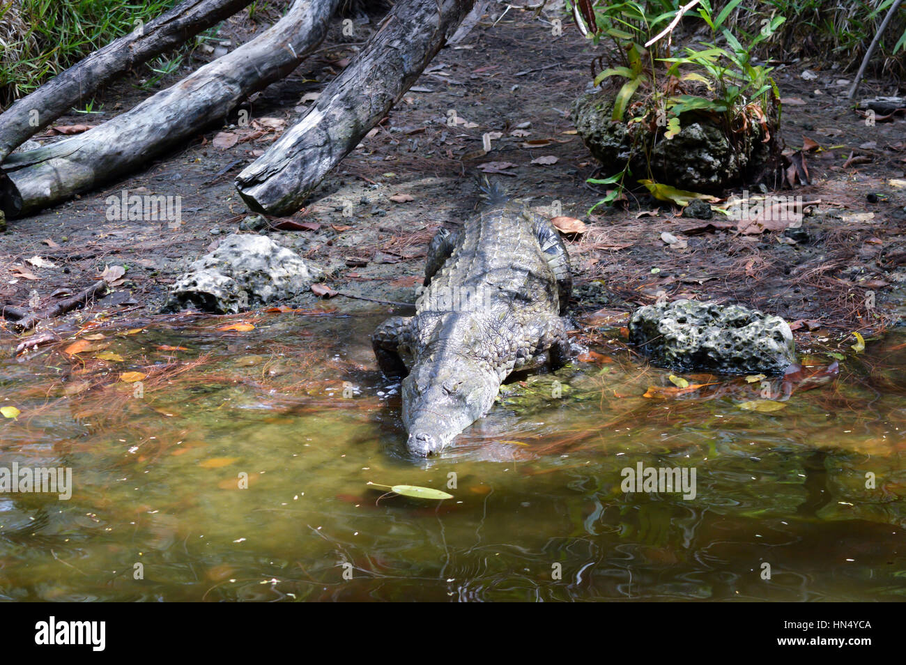 Krokodil-Augen in einem Gewässer in Mombasa, Kenia Stockfoto
