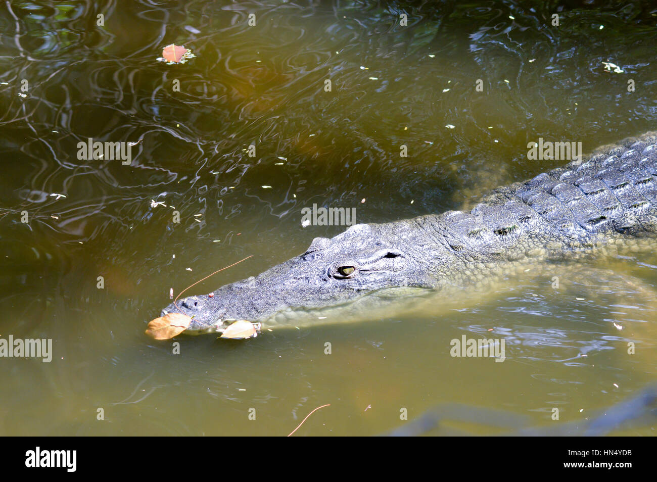 Krokodil-Augen in einem Gewässer in Mombasa, Kenia Stockfoto