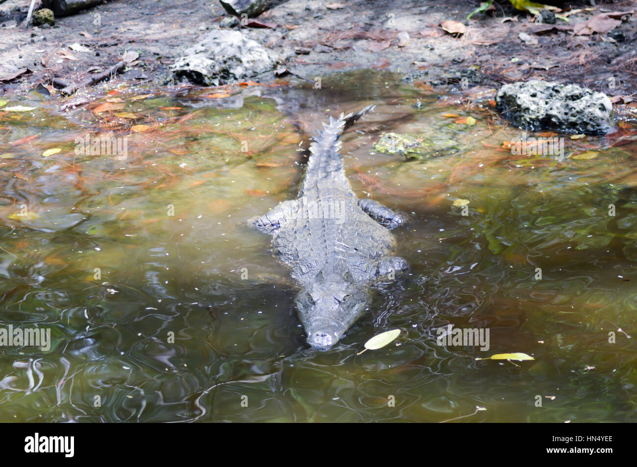Krokodil-Augen in einem Gewässer in Mombasa, Kenia Stockfoto