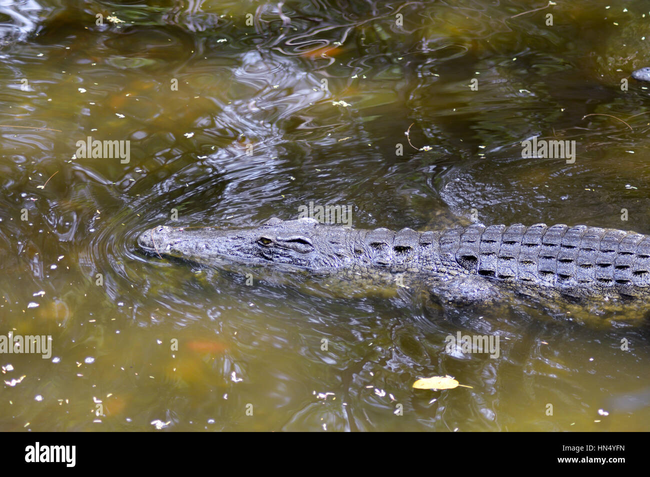 Krokodil-Augen in einem Gewässer in Mombasa, Kenia Stockfoto