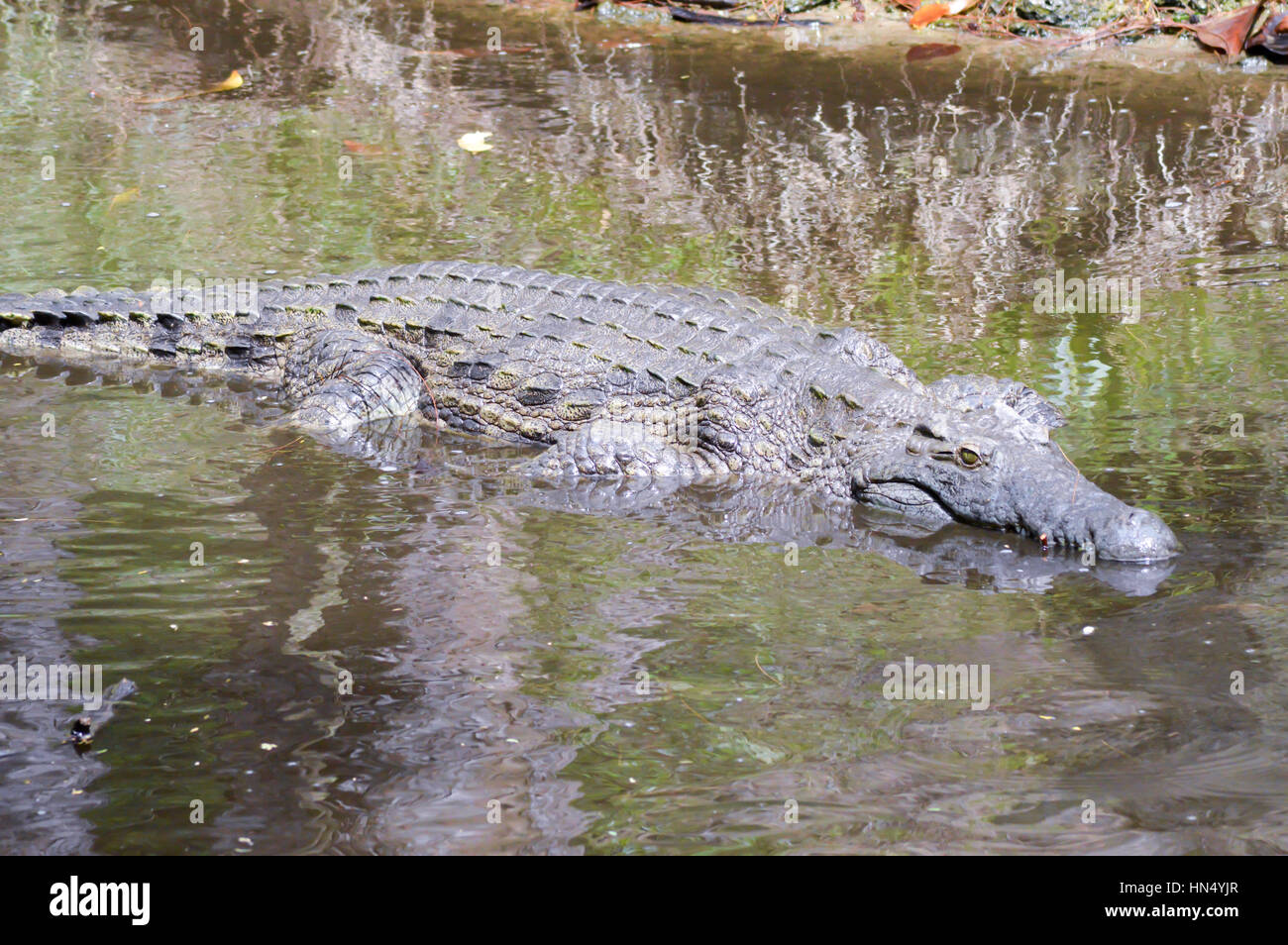 Krokodil-Augen in einem Gewässer in Mombasa, Kenia Stockfoto