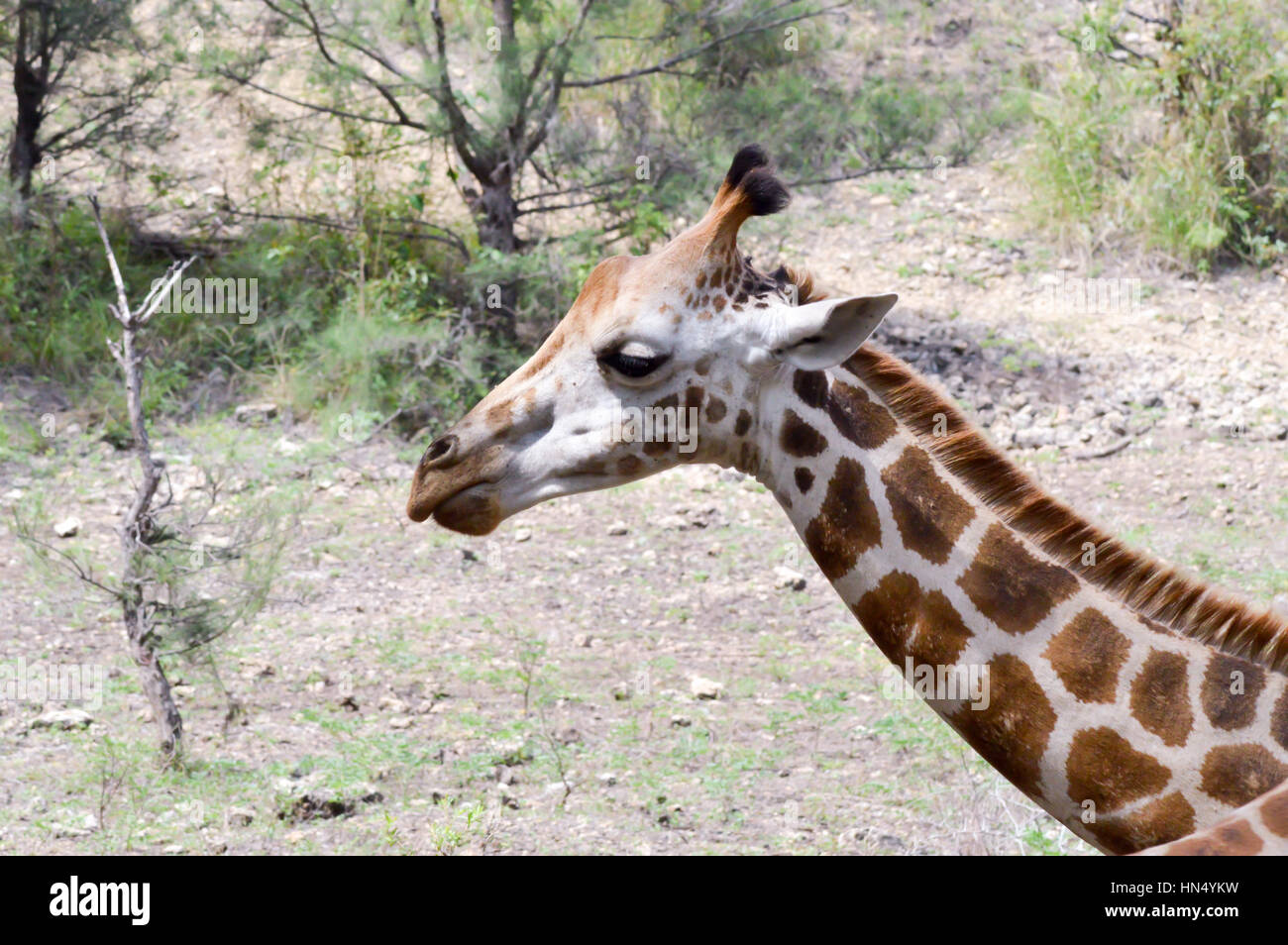 Giraffe Kopf in einem Park in Mombasa, Kenia Stockfoto