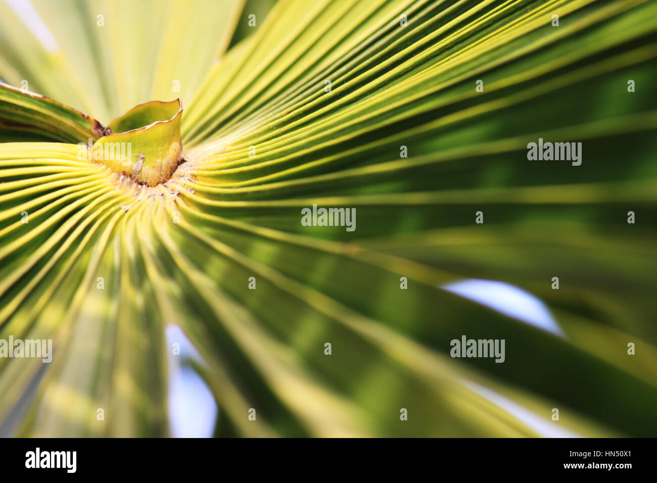 Palm Leaf Stockfoto