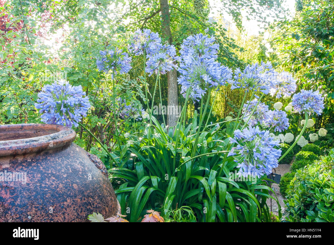 Les Jardins Agapanthe, Unterholz, Steingut-Vase und Agapanthus (Normandie, Frankreich) (Erwähnung des Namens des Gartens obligatorisch für jede Verwendung) Stockfoto