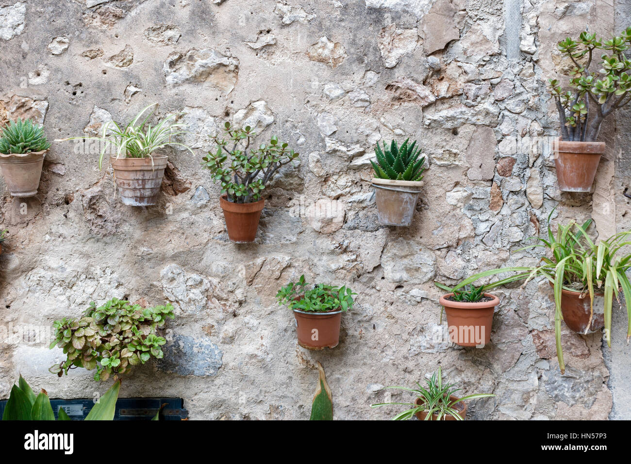 an der Wand befestigte Töpfe von Zimmerpflanzen n Valdemossa, Mallorca, Spanien. Stockfoto
