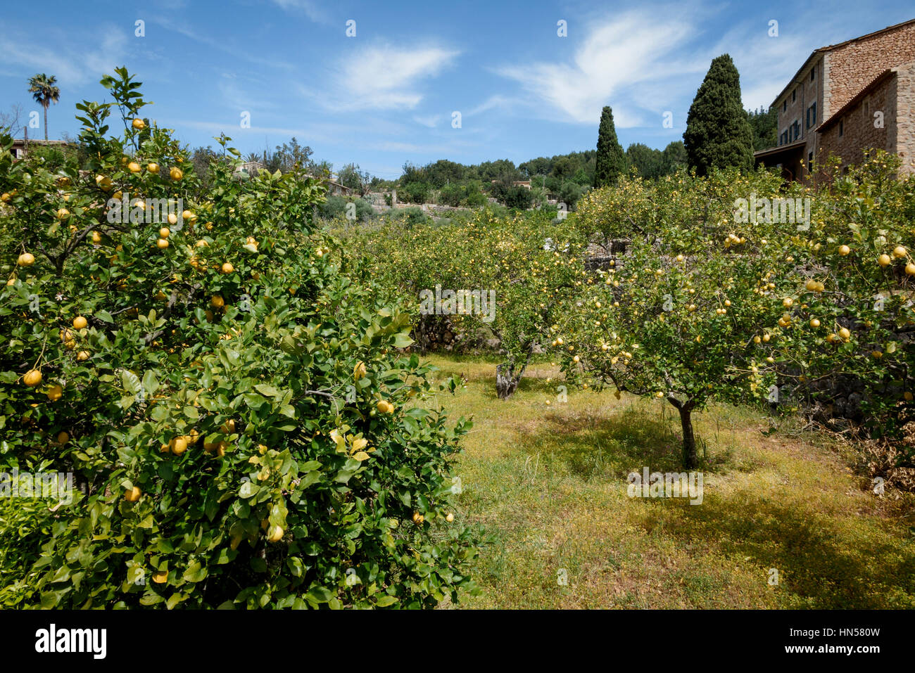 Orangenplantagen in der Nähe von Fornalutz, in der Nähe von Soller, Mallorca, Spanien Stockfoto