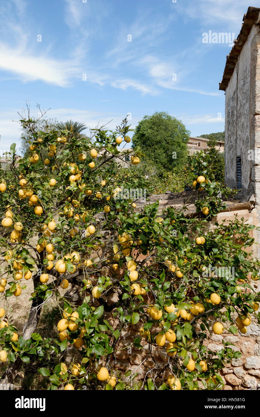 Majorca Orchard Soller Stockfotos Und Bilder Kaufen Alamy