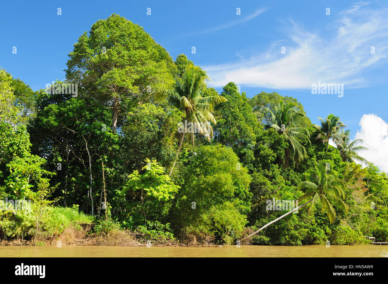 Malerische Aussicht auf den wilden tropischen Dschungel am Fluss Kayan, Ost-Kalimantan, Indonesien-Borneo. Stockfoto