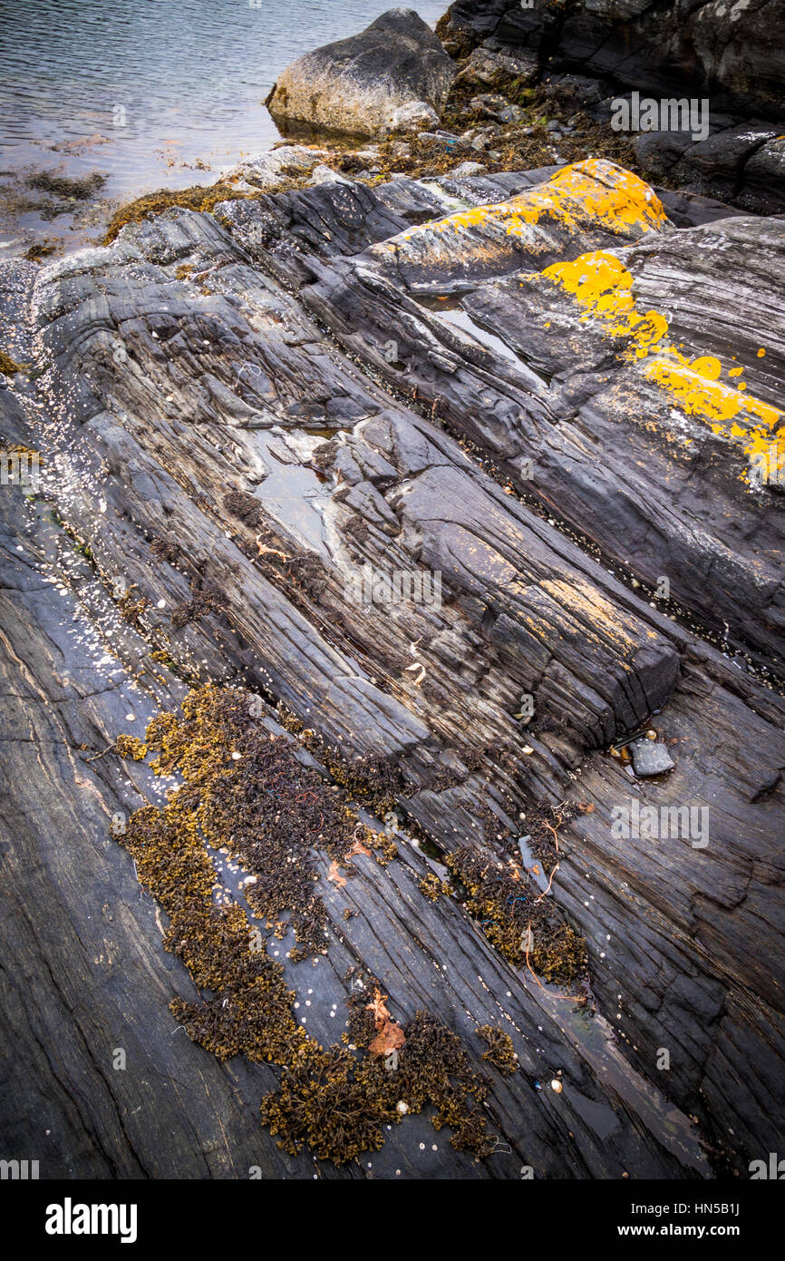 Muscheln und Seegras auf erodierten Felsen Stockfoto