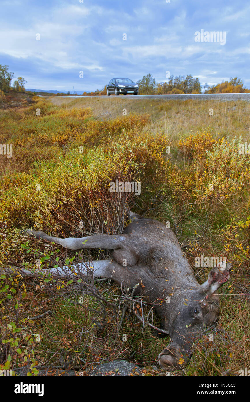 Elch (Alces Alces) Roadkill nach Kollision mit Raser Stockfoto