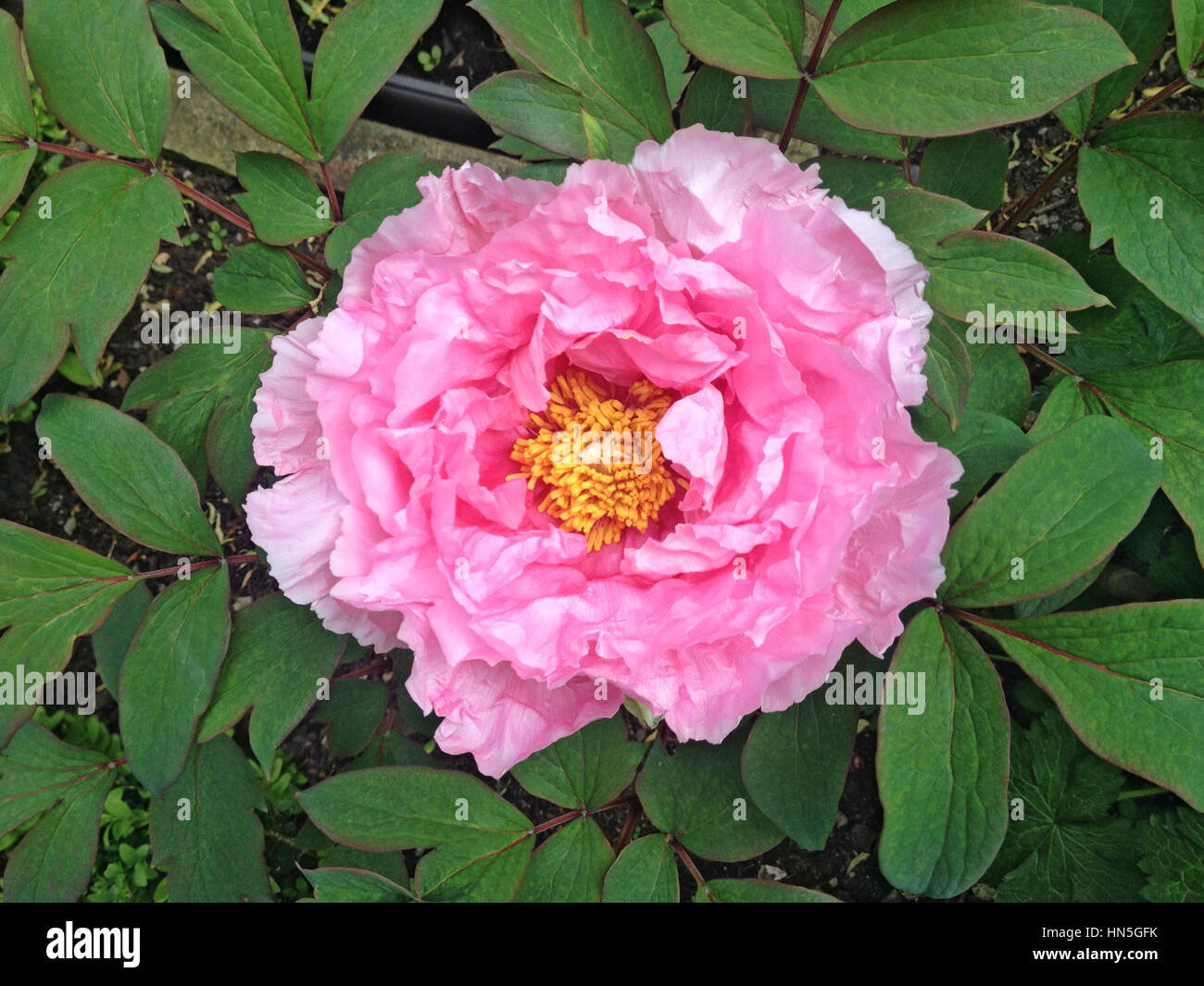 Paeonia Suffruticosa oder japanische Baum Pfingstrose "Duchess of Marlborough" mit großen Semi double Untertasse geformte Blüten mit hellem Fleisch rosa Blütenblätter Stockfoto