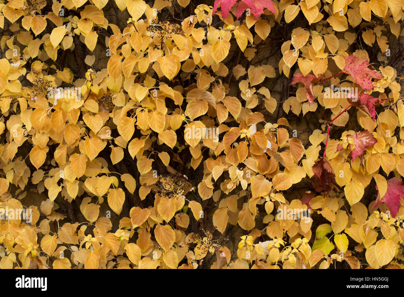 Hydrangea Anomala "Kletter' - Kletter Hortensie im Herbst - Oktober - Oxfordshire Stockfoto