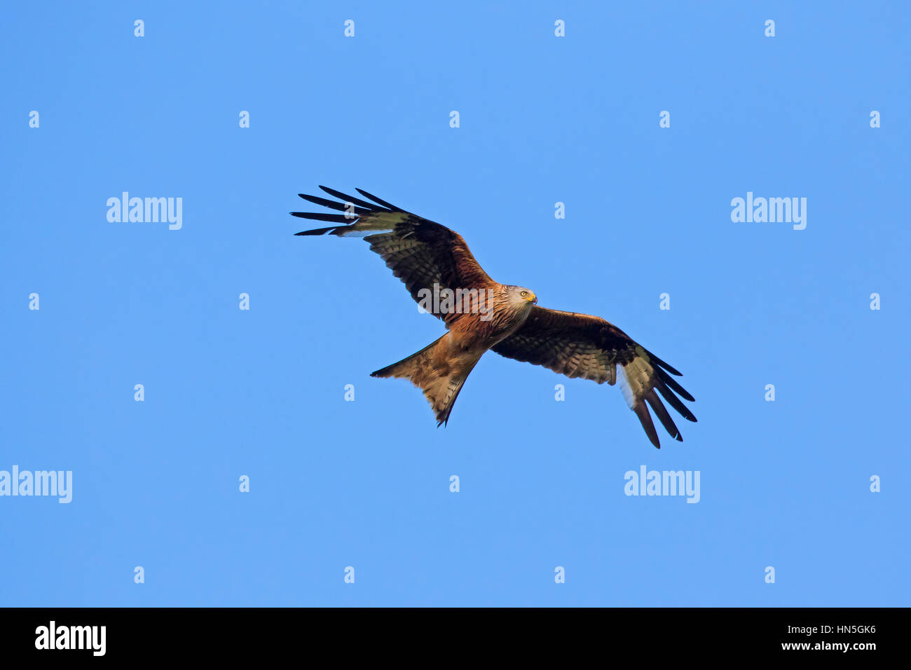 Rotmilan (Milvus Milvus) im Flug gegen blauen Himmel Stockfoto