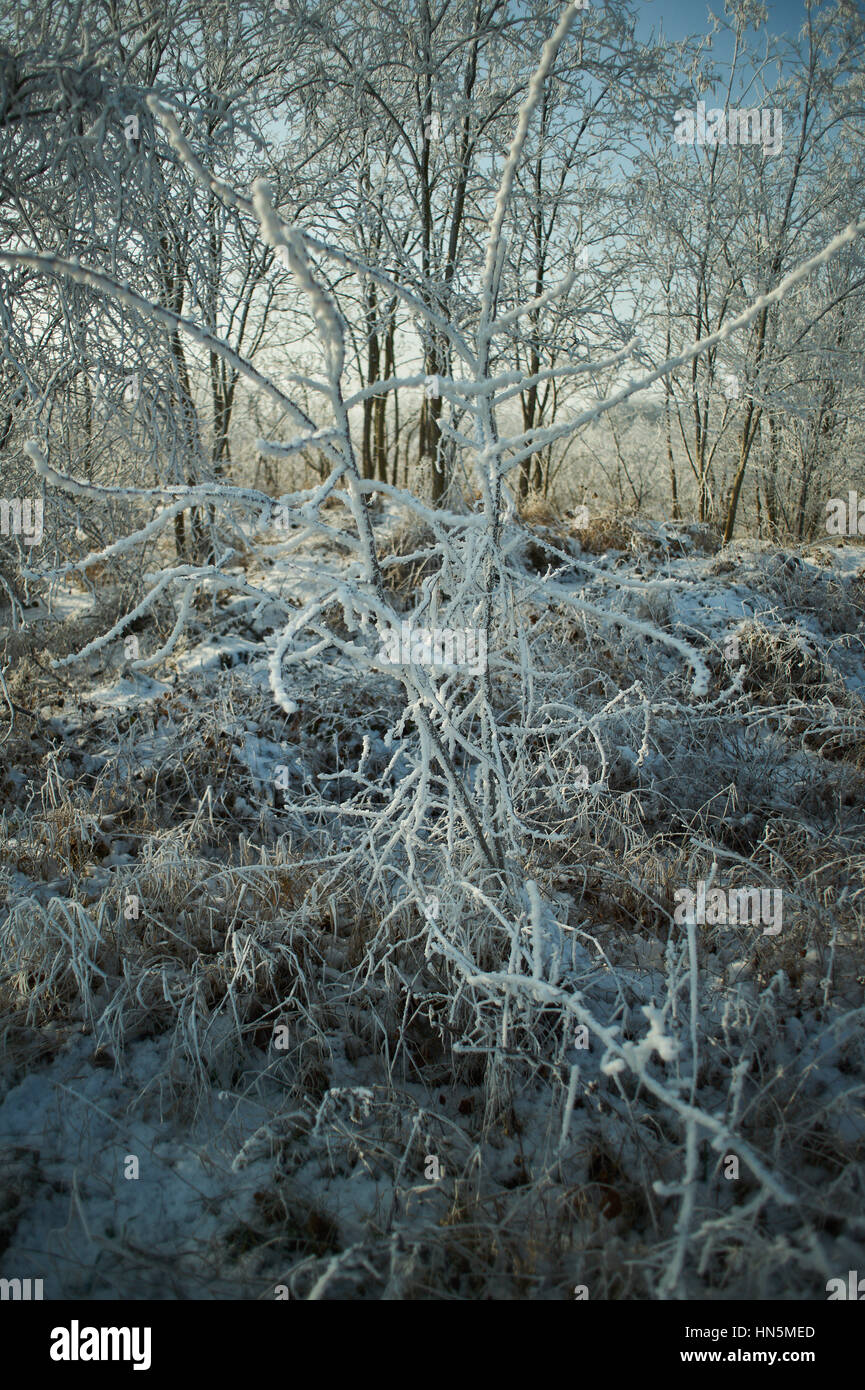 Strauch mit Frost Raureif bedeckt Stockfoto