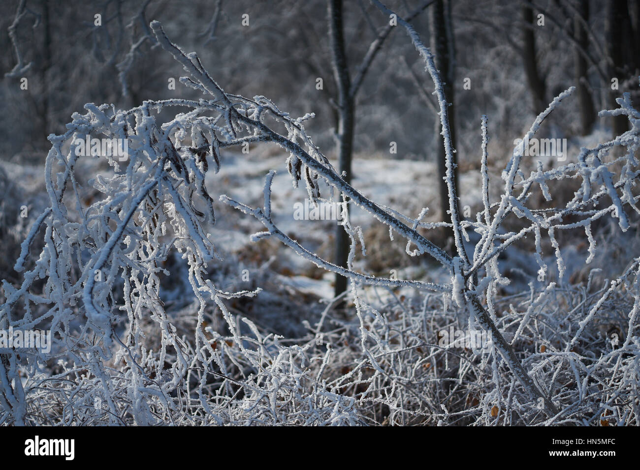 Strauch mit Frost Raureif bedeckt Stockfoto