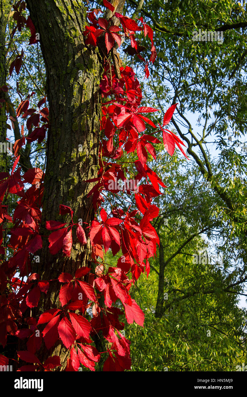 Herbst Wildreben sind perfekt geeignet für einen Hintergrund Stockfoto