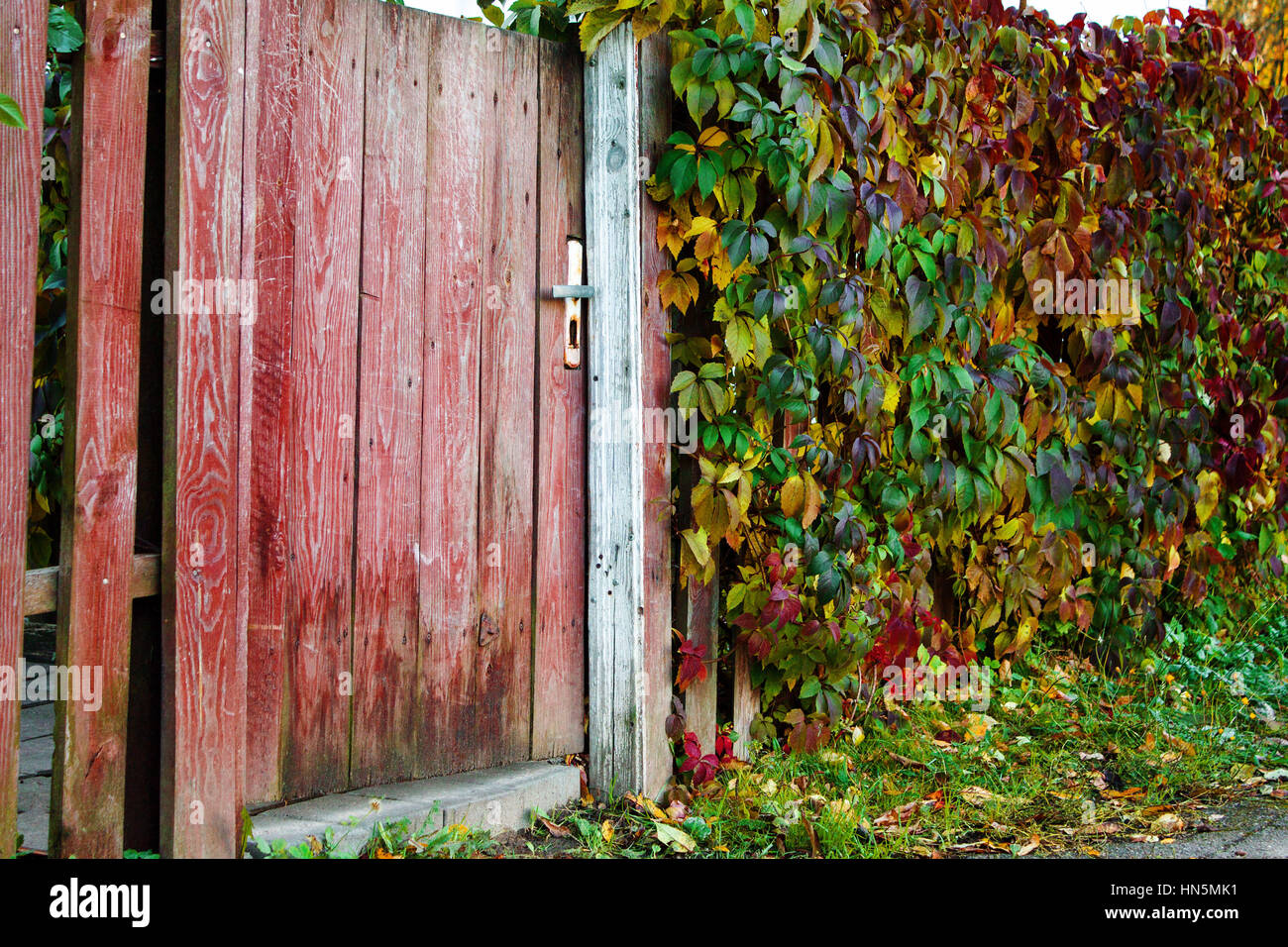 Alte Tür, lackiert in rot auf dem Zaun wächst wilder Wein Efeu Stockfoto