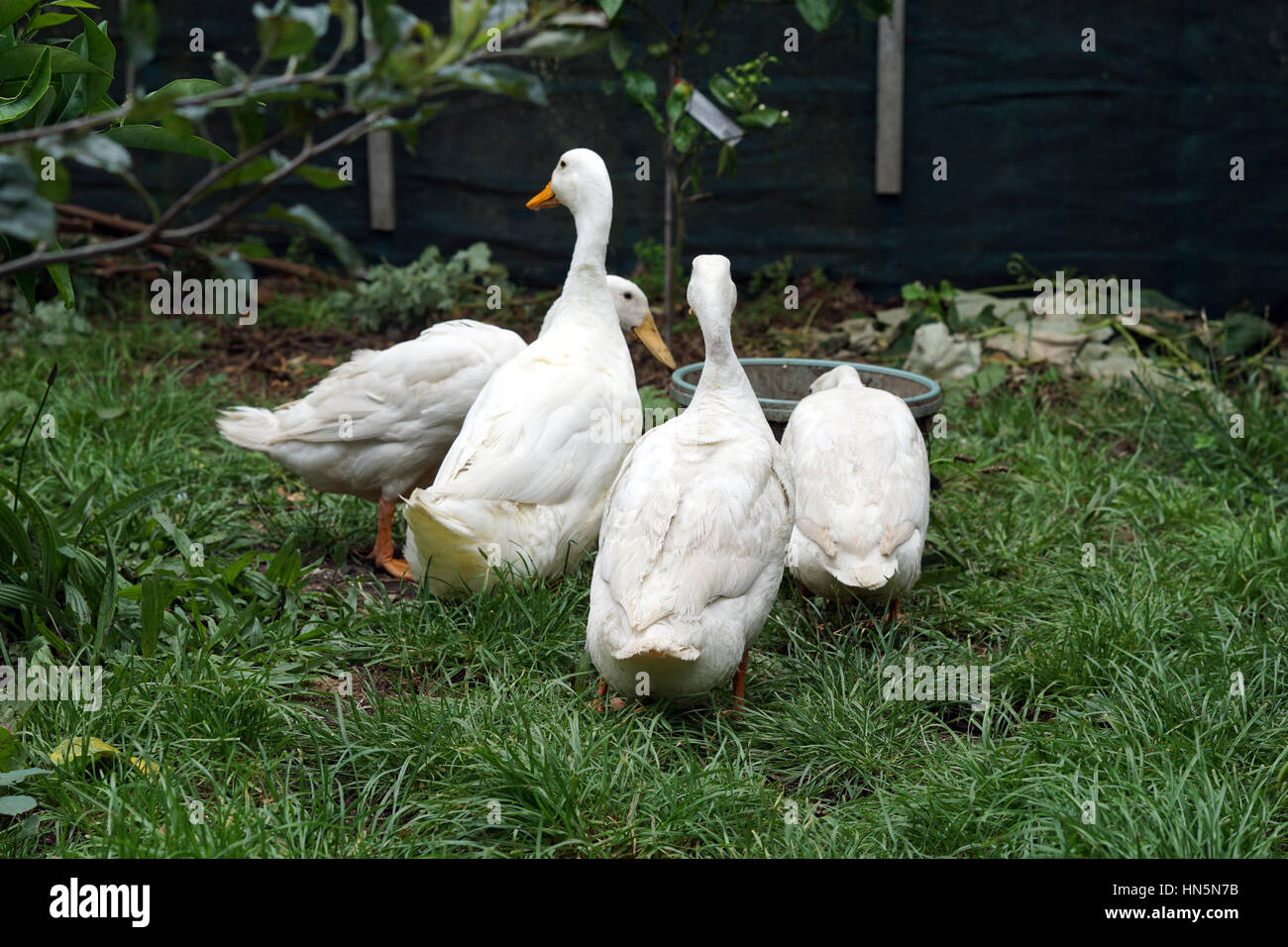 Peking-Enten in einem Garten auf einem Bauernhof Stockfoto