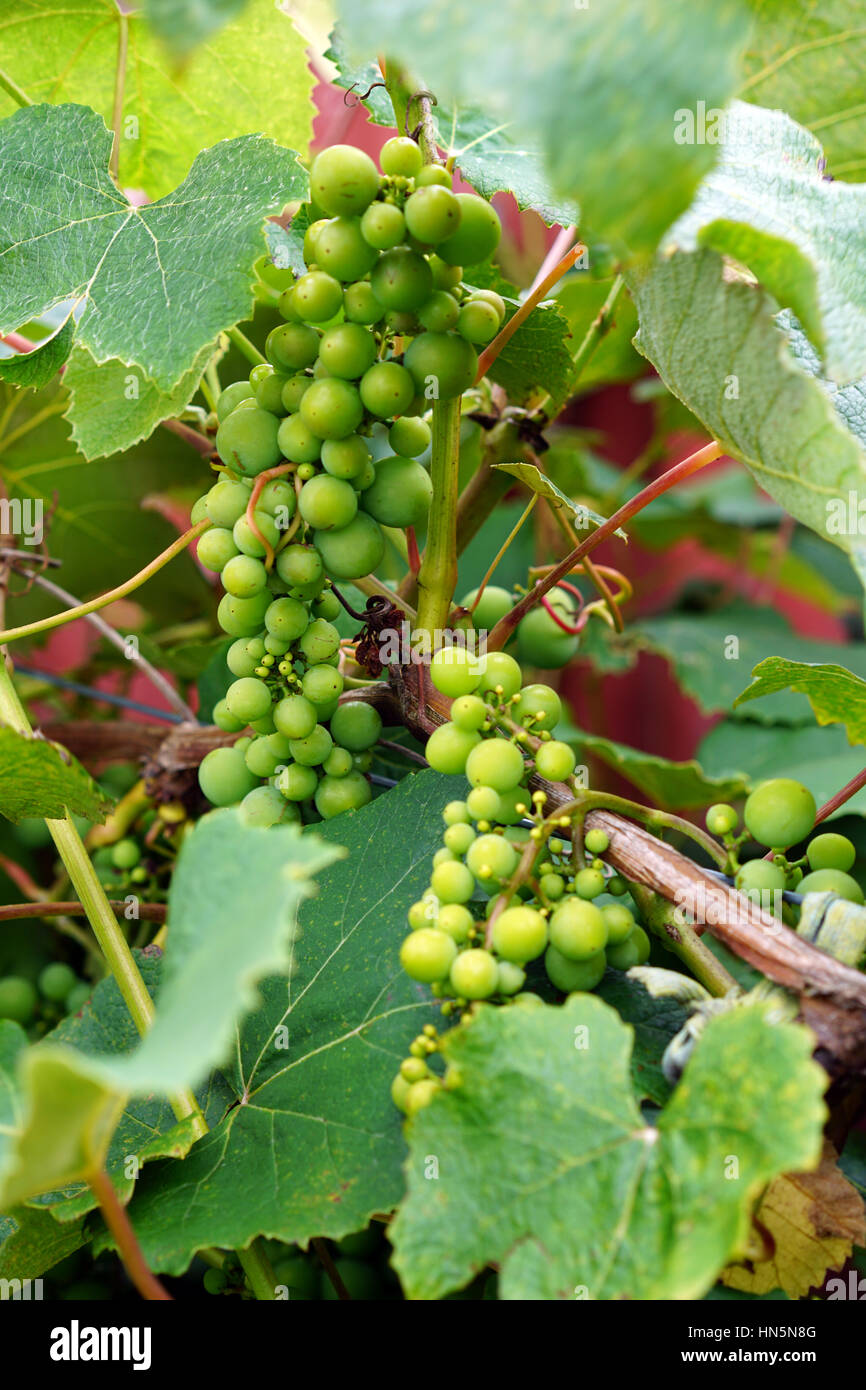Weinreben Garten Stockfotos und bilder Kaufen Alamy