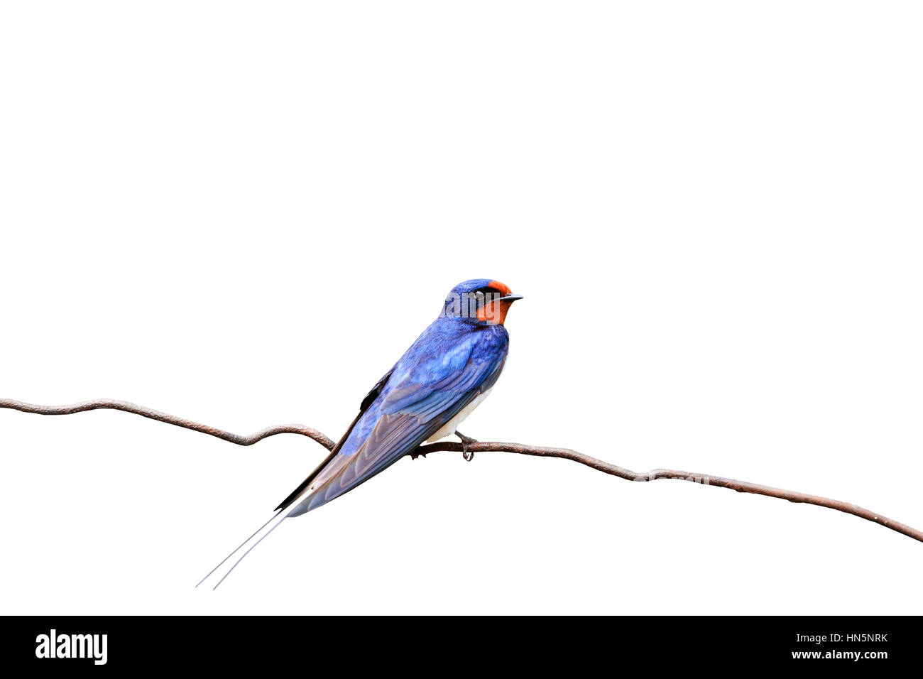 zuerst schlucken Sie auf weißem Hintergrund, Symbol des Frühlings, der erste Vogel, morgen Vogel, großer Gesang, der frühe Vogel Stockfoto