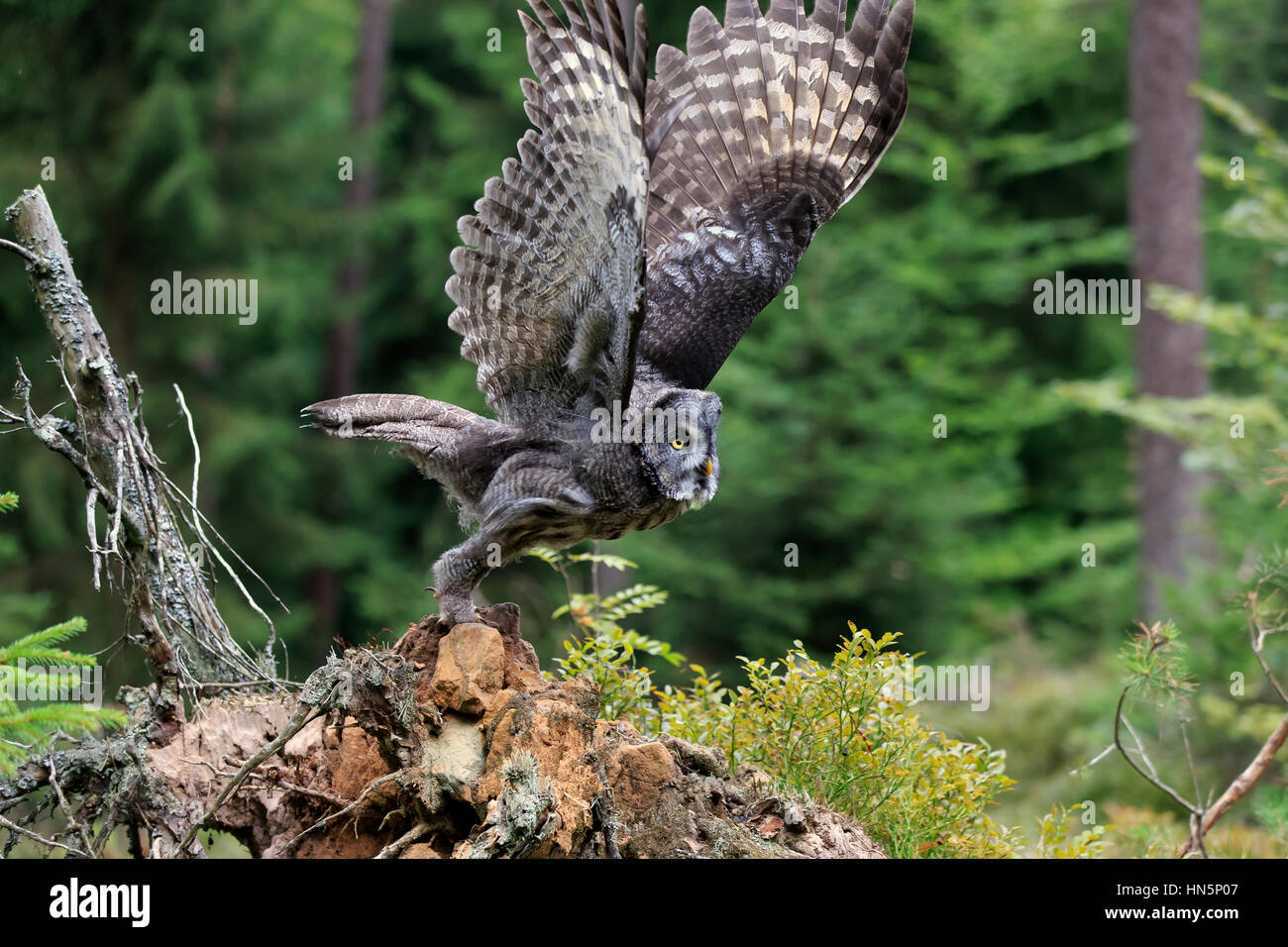 Großen grau-Eule, (Strix Nebulosa), Erwachsene beginnt fliegen, Pelm, Kasselburg, Eifel, Deutschland, Europa Stockfoto