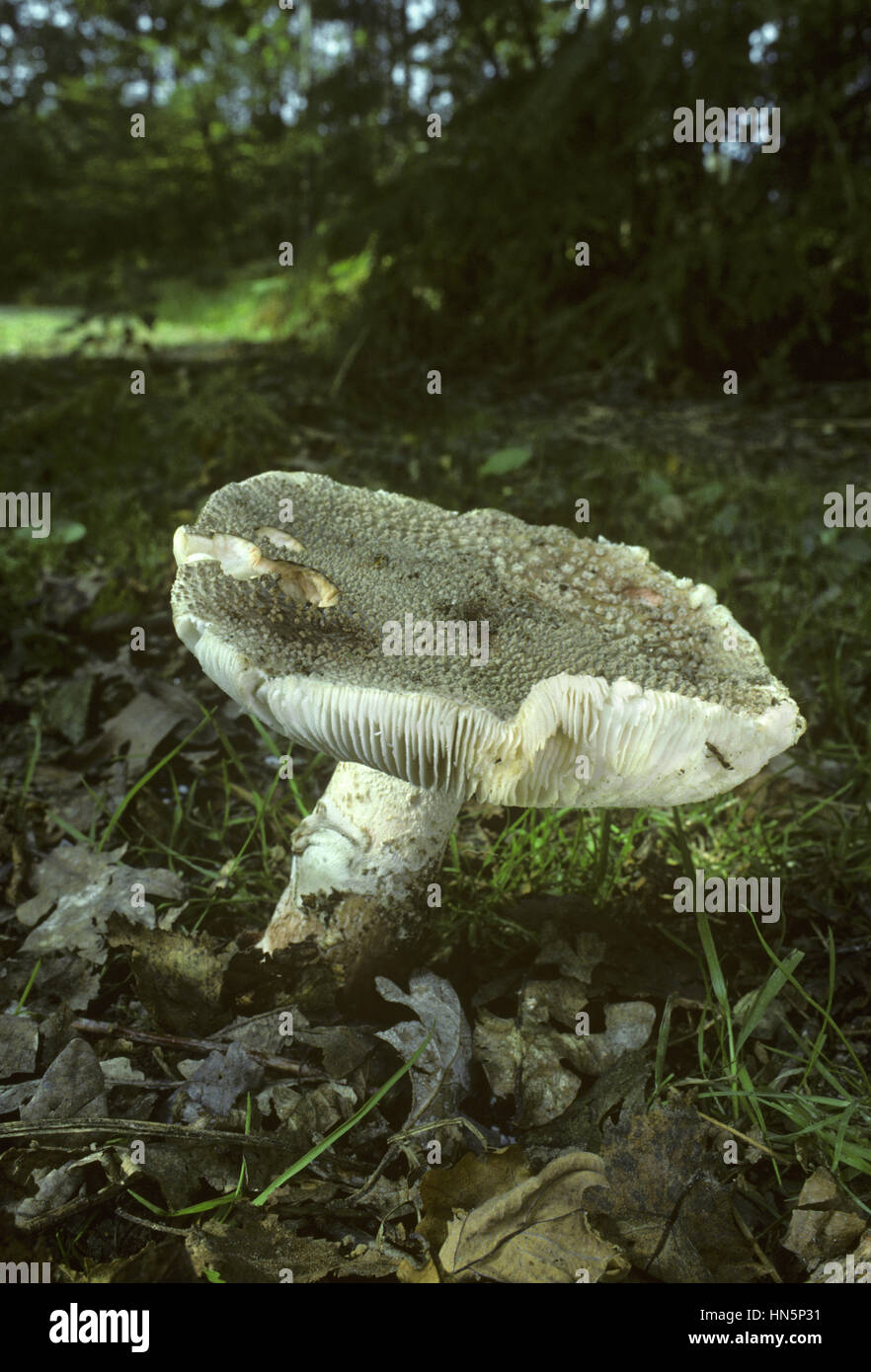 Das Rouge - Amanita rubescens Stockfoto