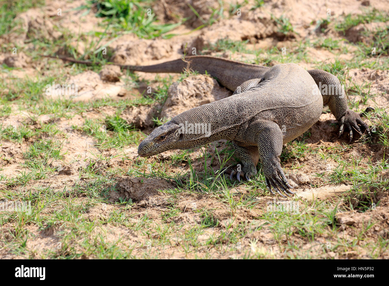 Bengal-Monitor (Varanus Bengalensis), Erwachsene auf der Suche nach Nahrung, Udawalawe Nationalpark, Sri Lanka, Asien Stockfoto