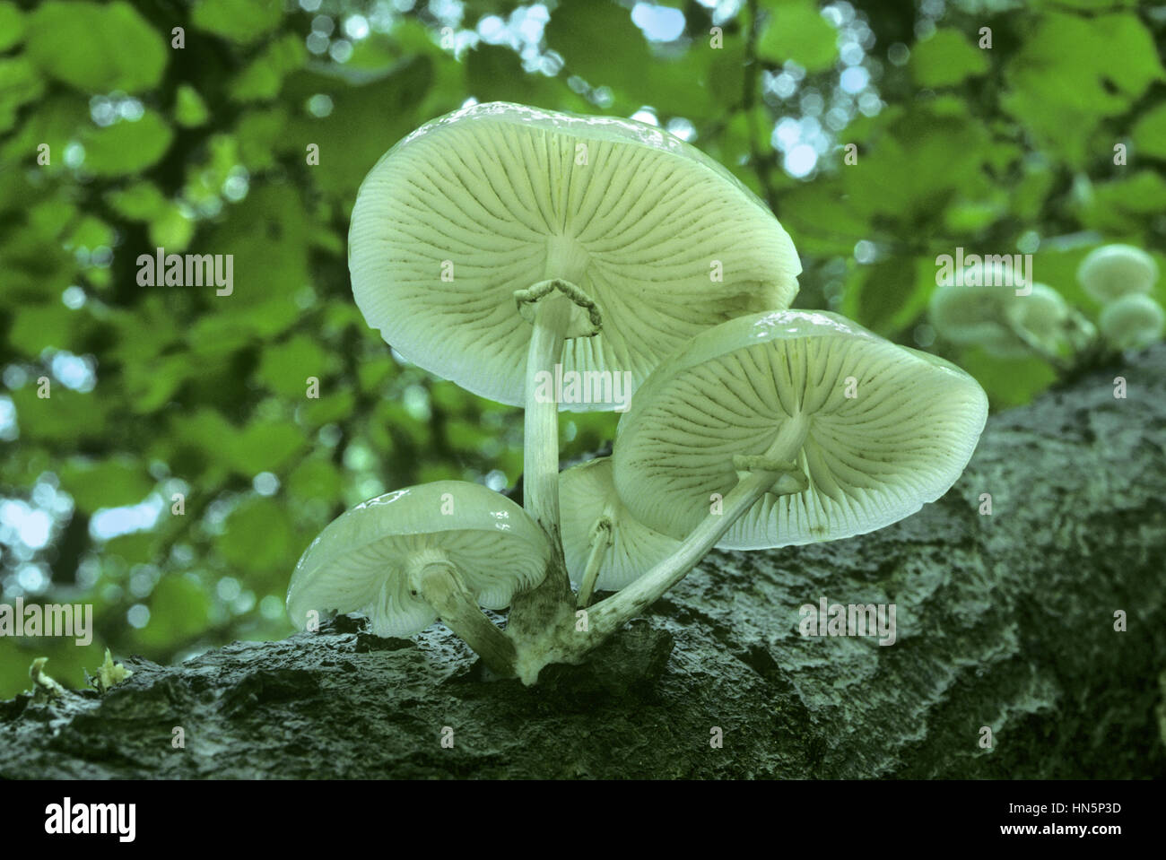 Silberservice Pilz - Oudemansiella mucida Stockfoto