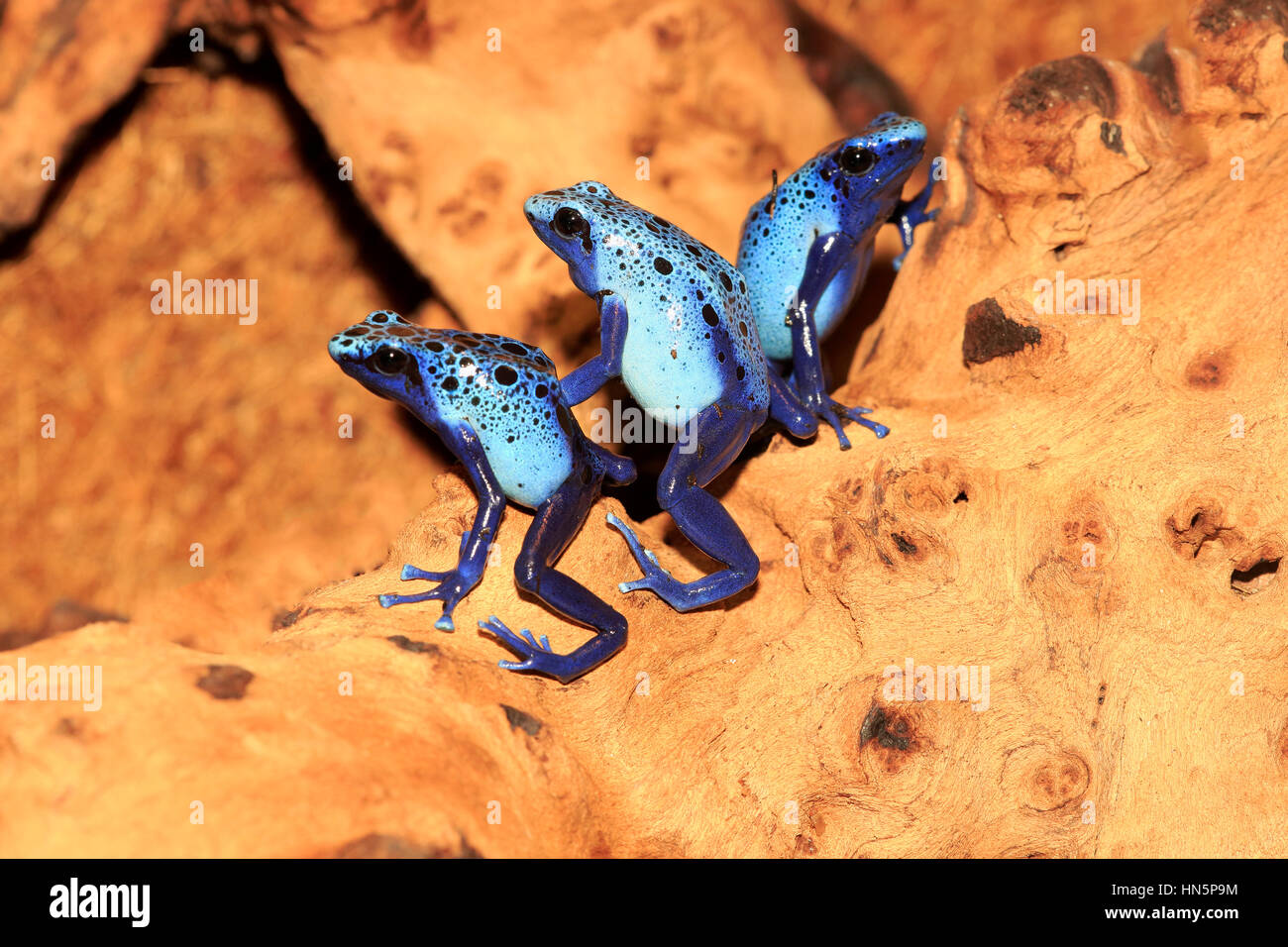 Blauer Pfeilgiftfrosch (Dendrobates Tinctorius), Gruppe von Erwachsenen, Alarm, Süd Amerika Stockfoto